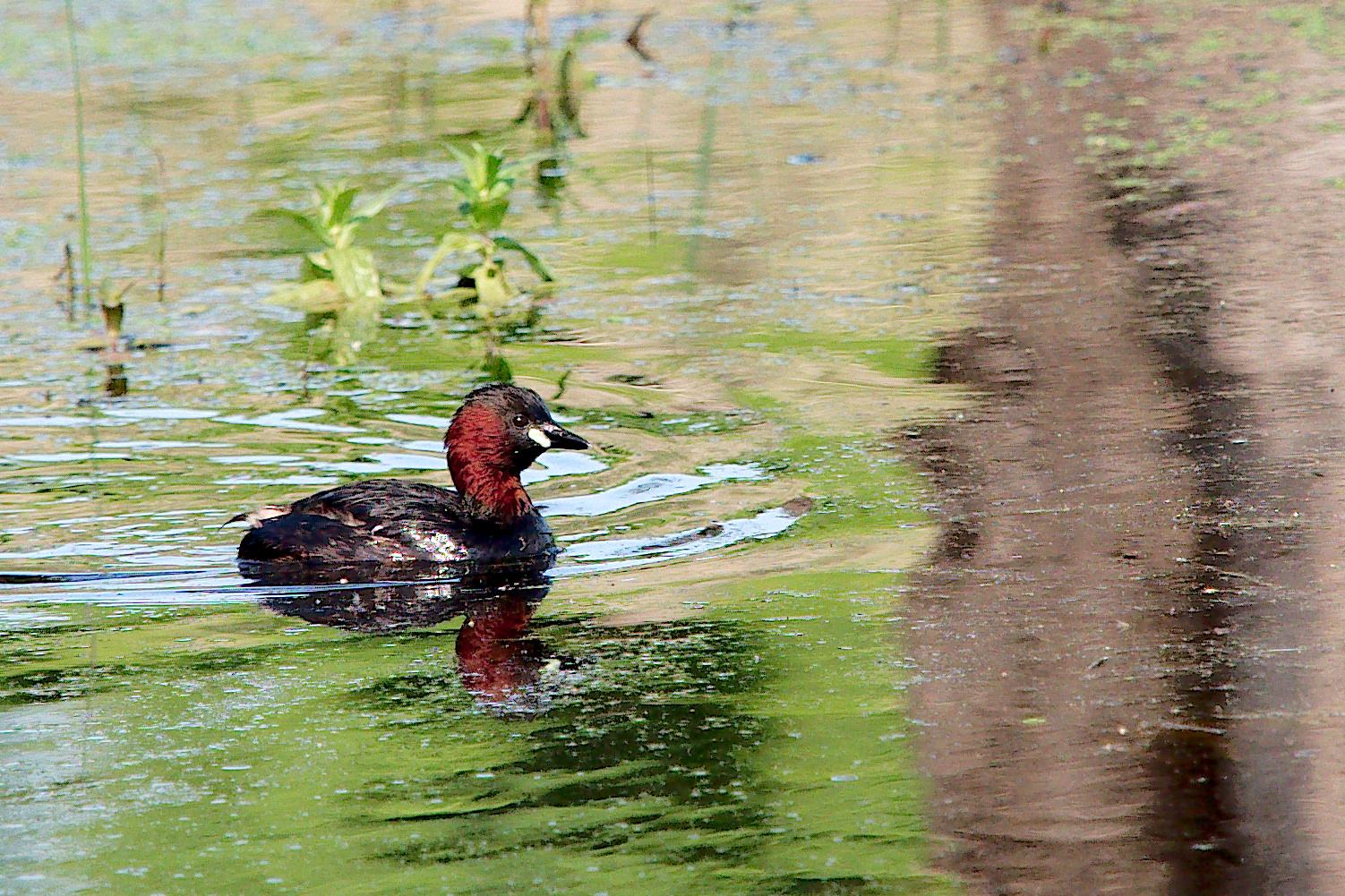 Little Grebe
