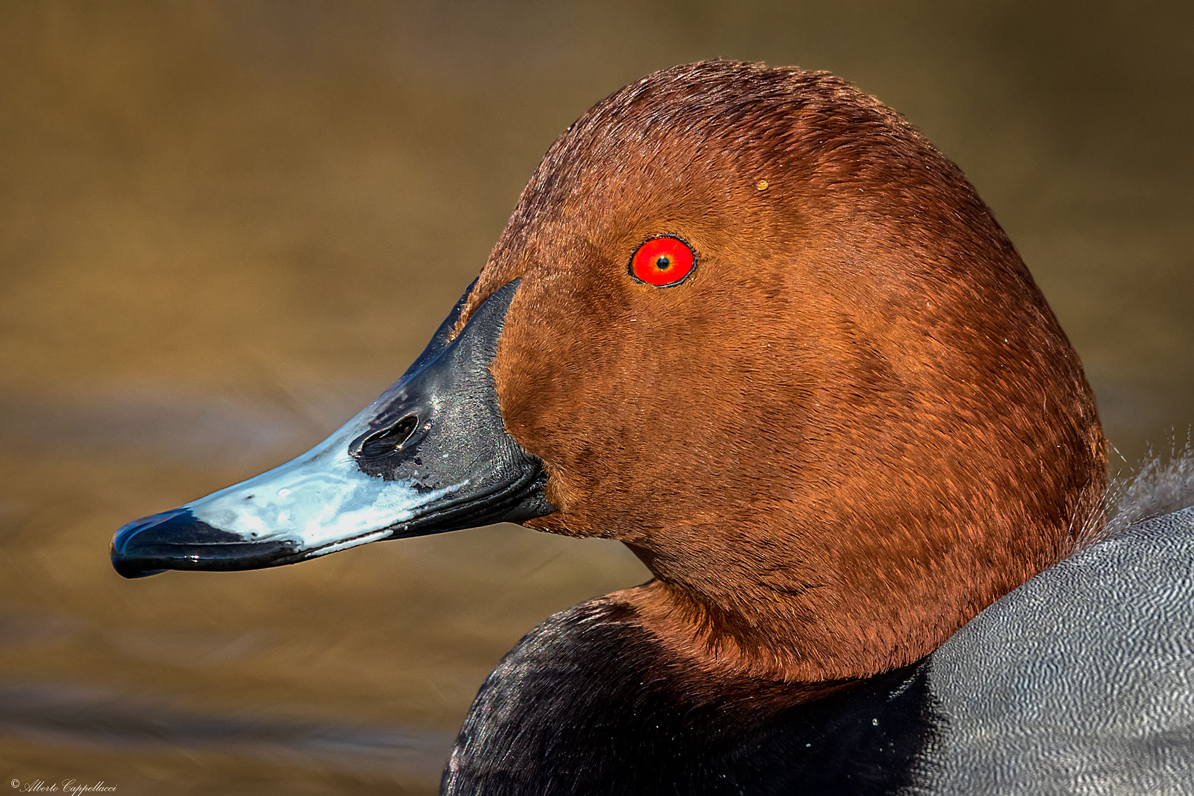 Pochard