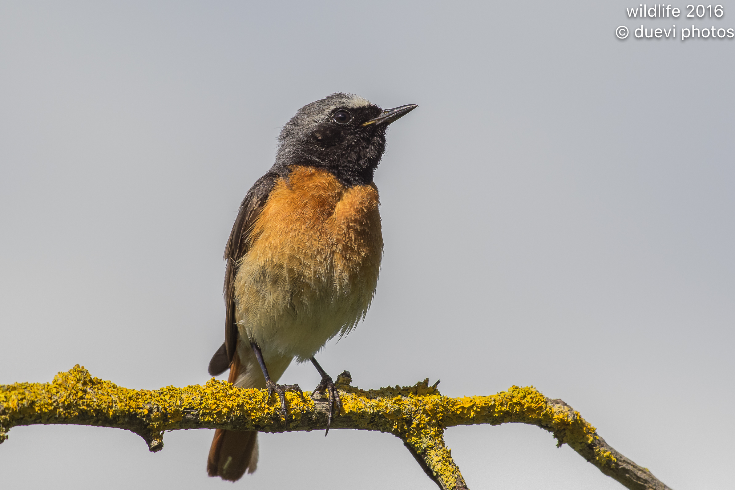 Common Redstart