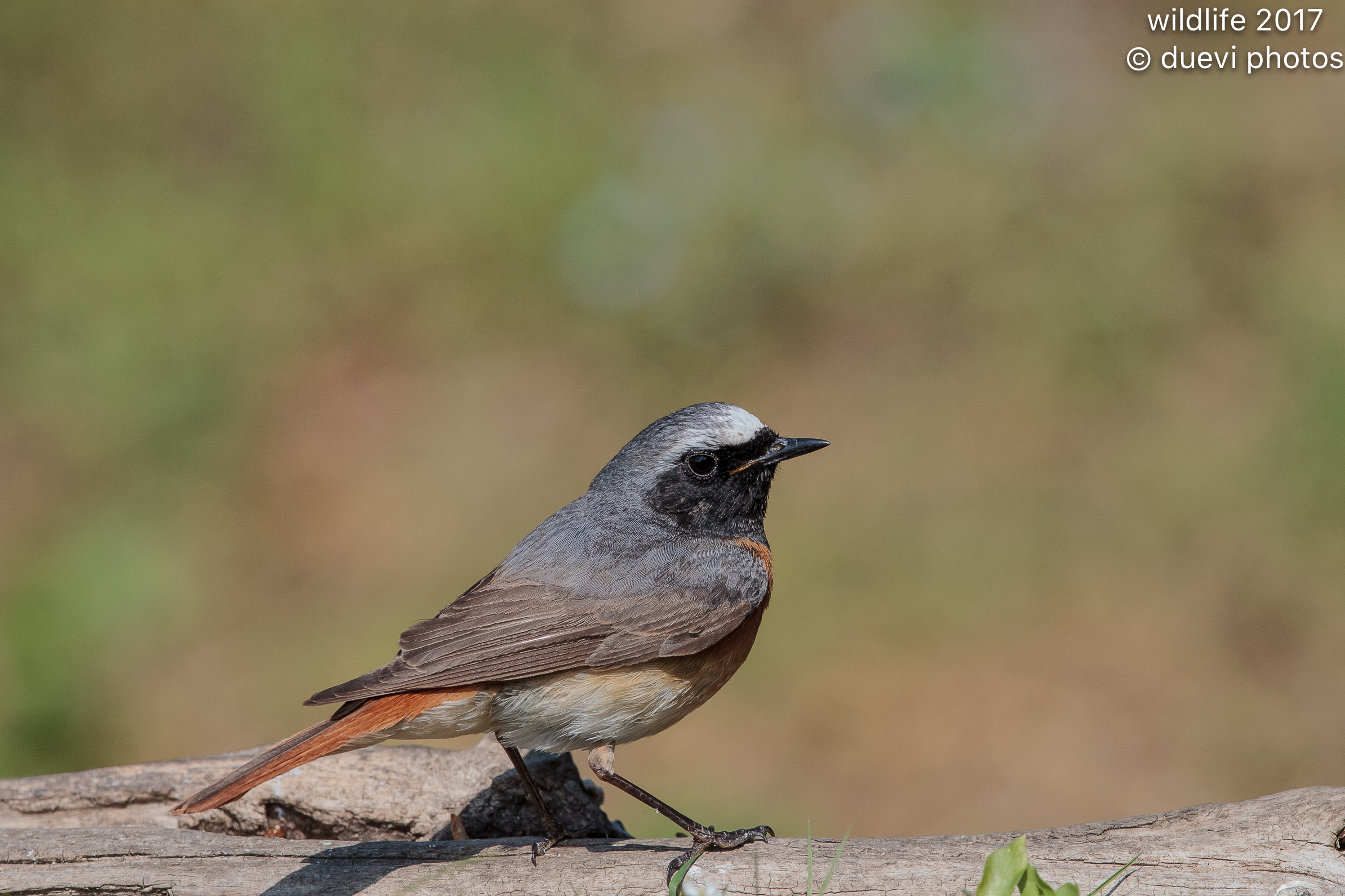 Common Redstart