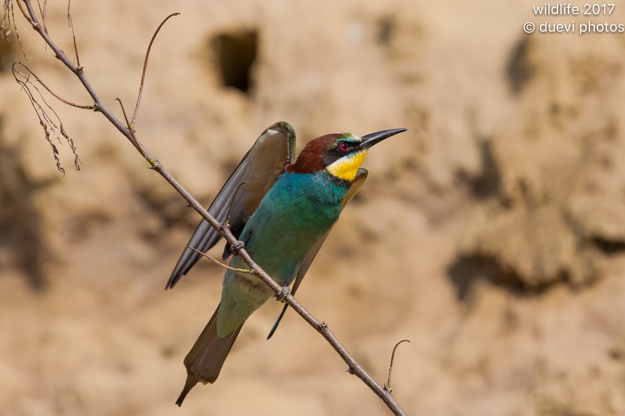 Bee eater