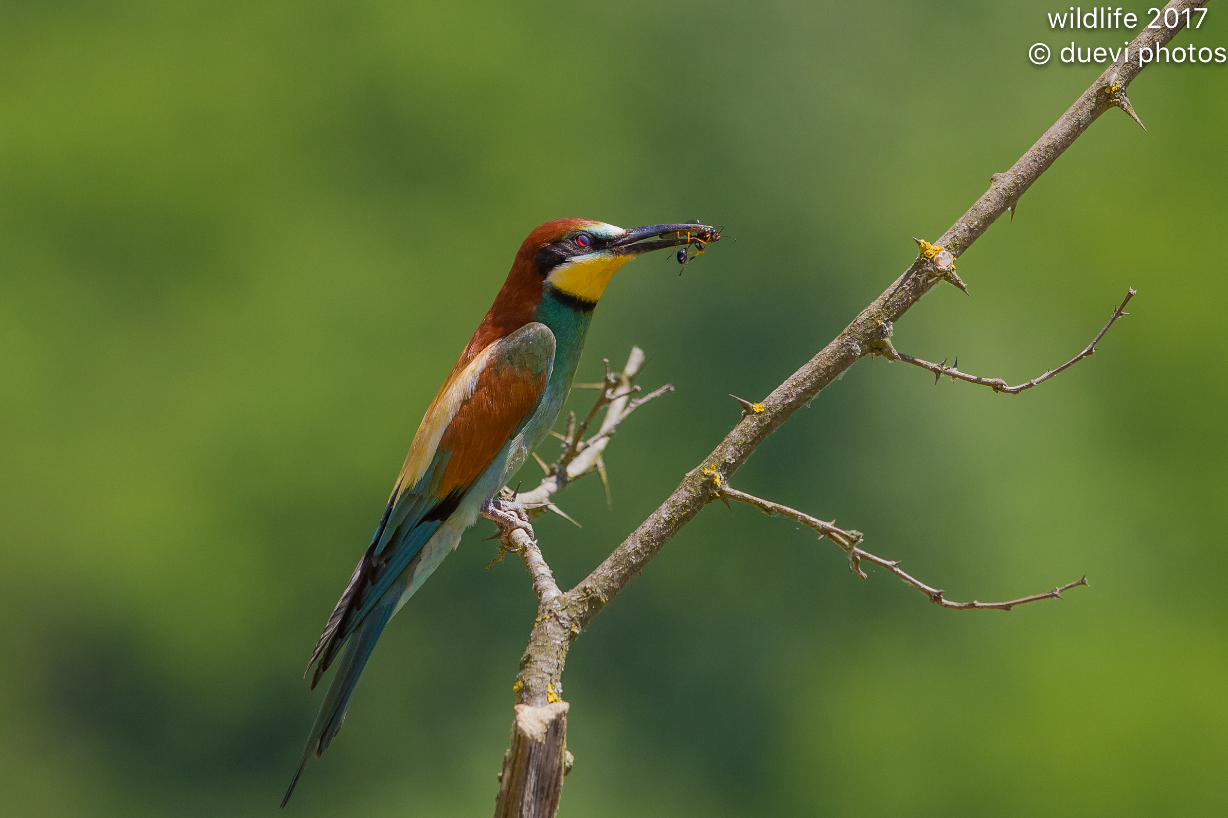 Bee eater