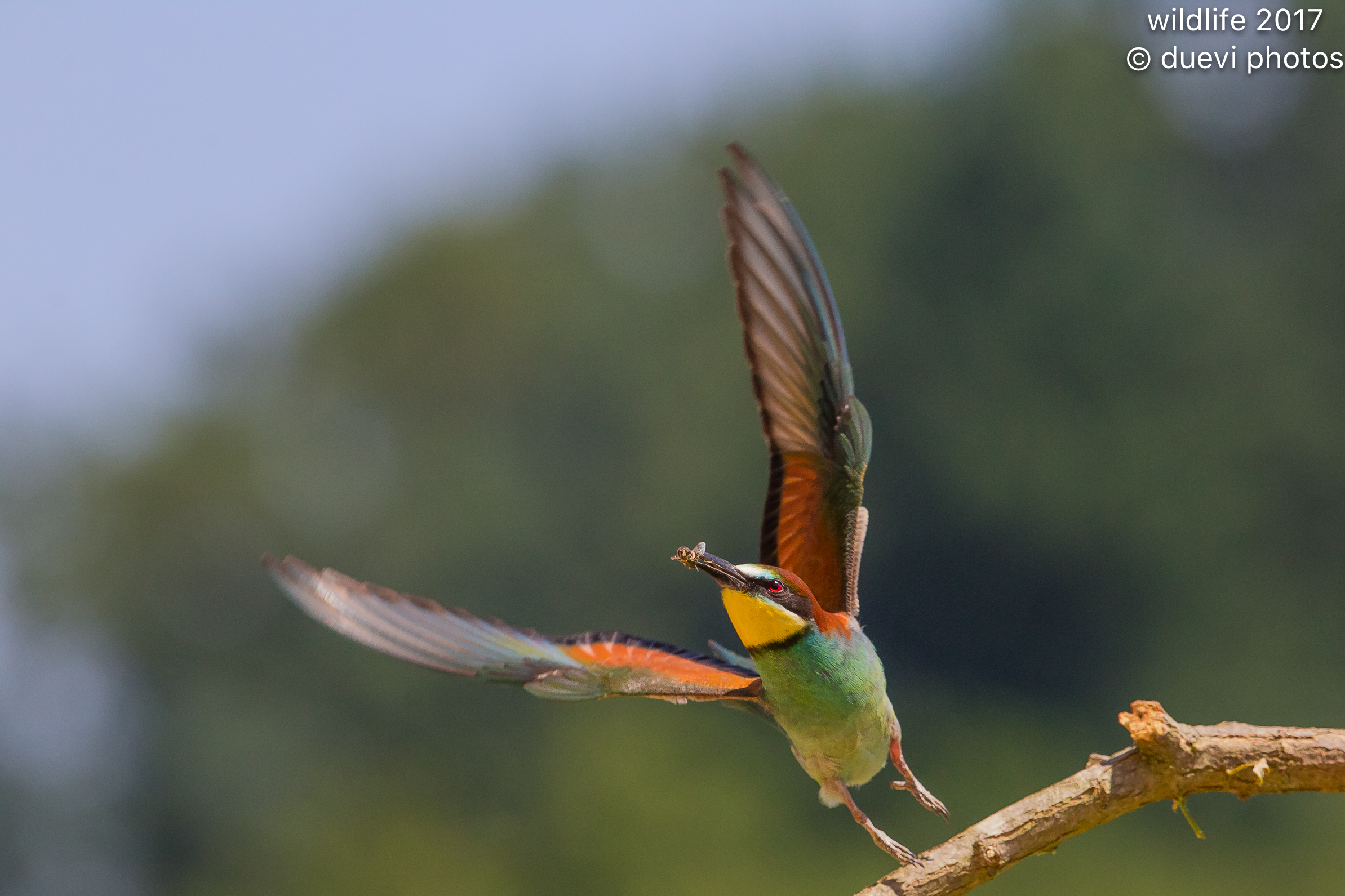 Bee eater
