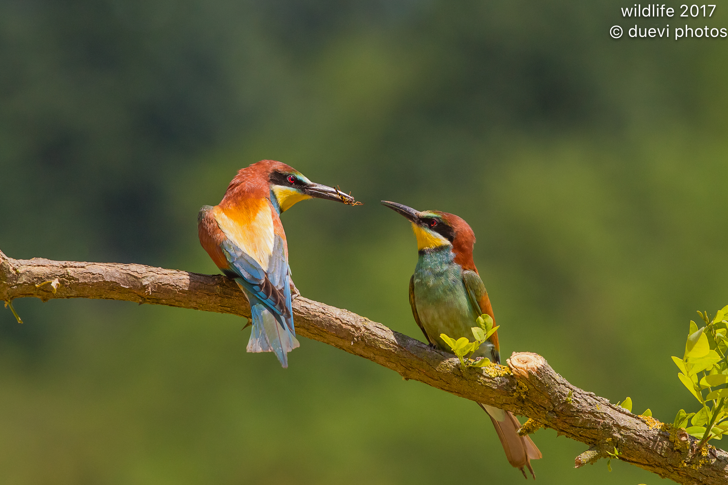 Bee eater