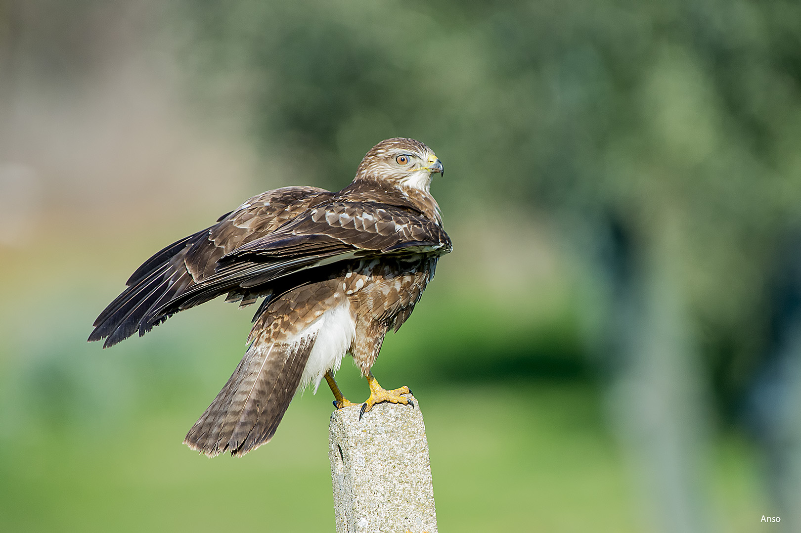buzzard