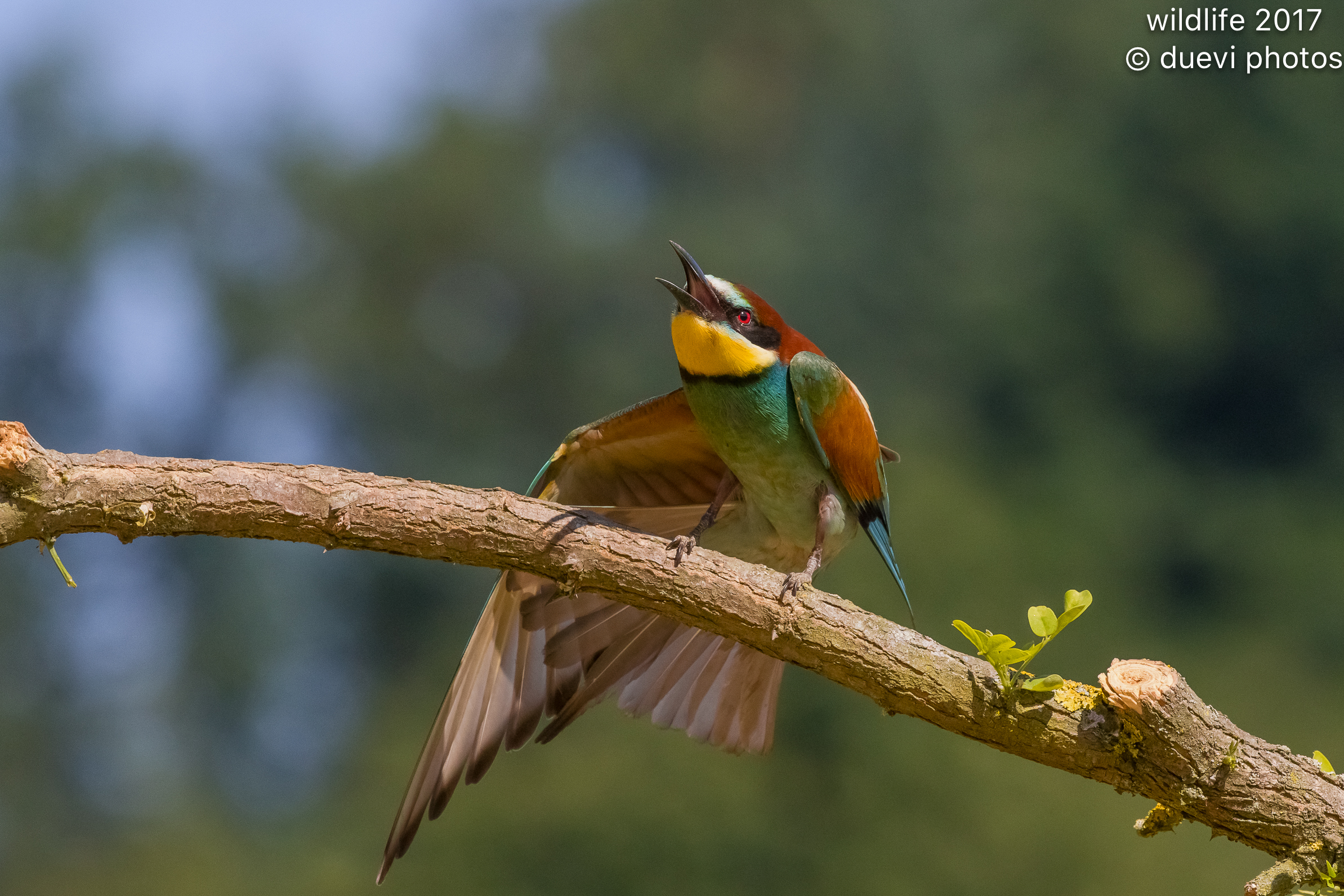 Bee eater
