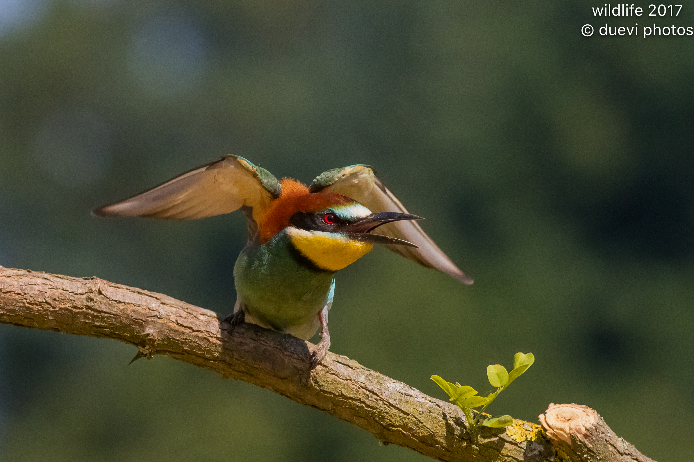 Bee eater