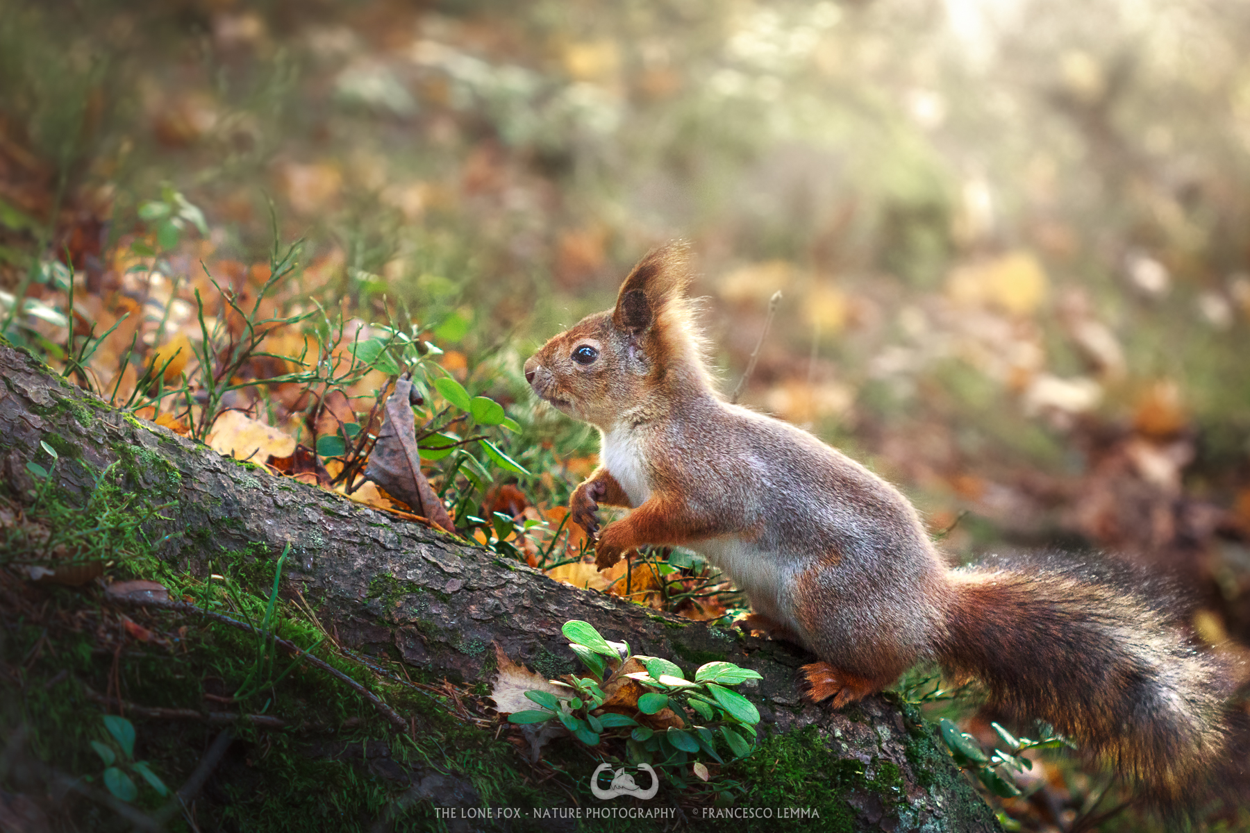 Squirrell's attitude