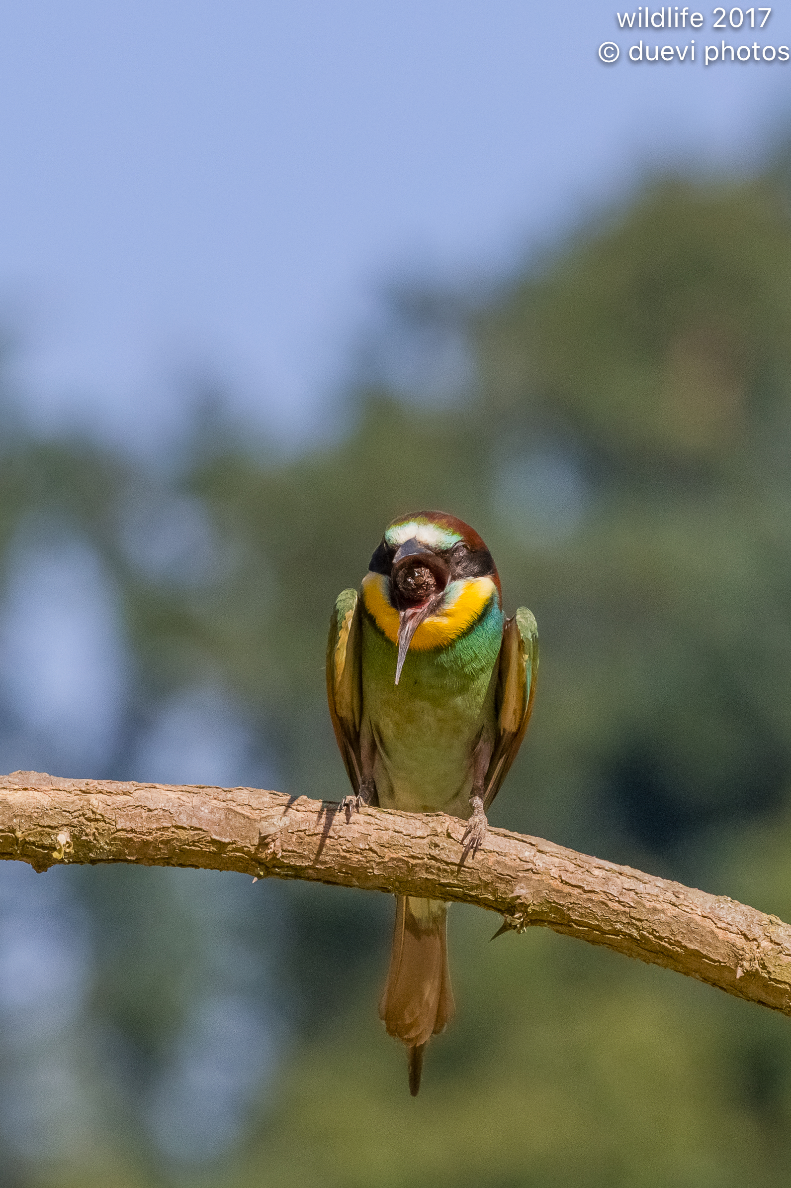 Bee-eater, expulsion of the borra