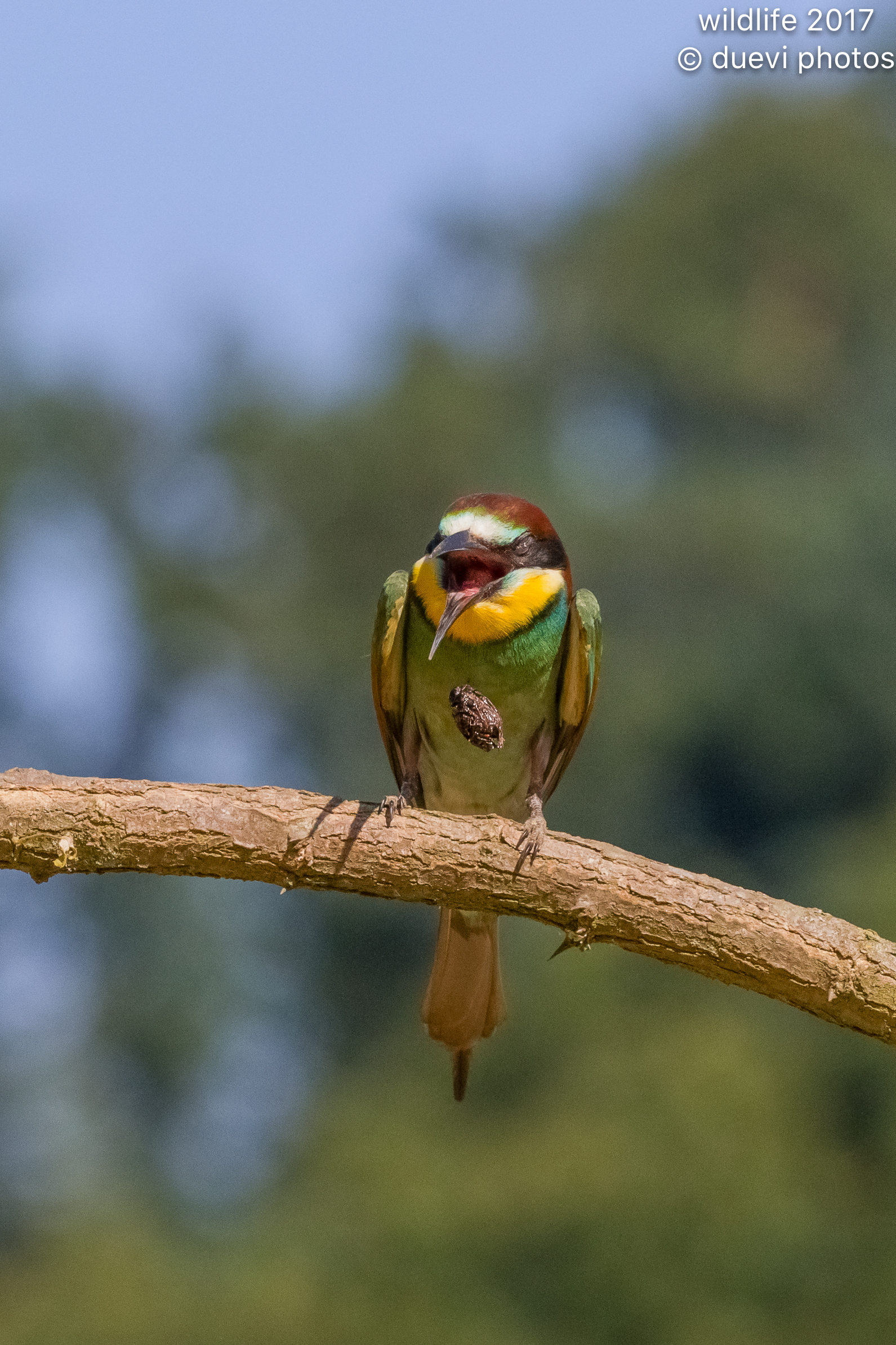 Bee-eater, expulsion of the borra