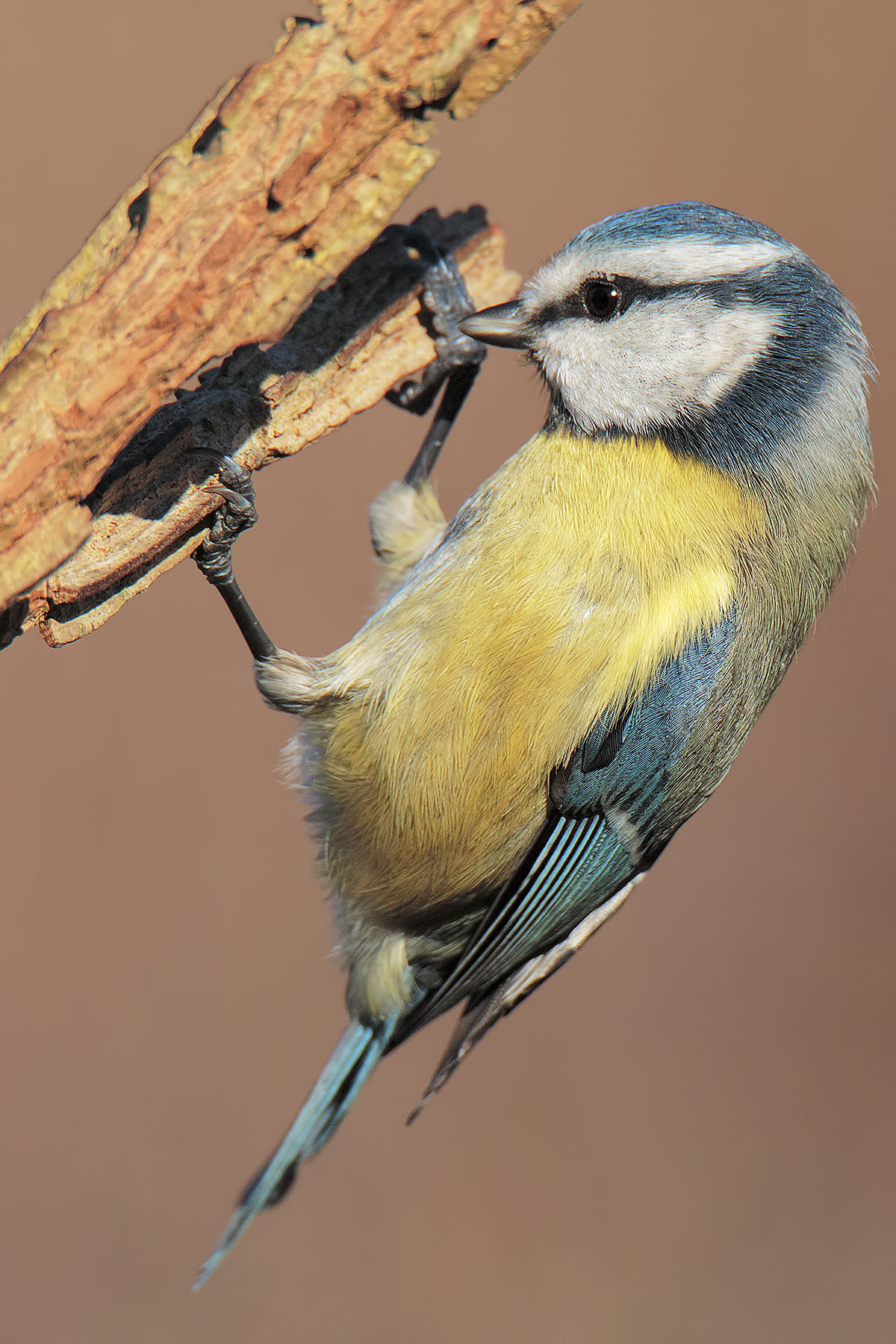 Blue tit in Free Climbing