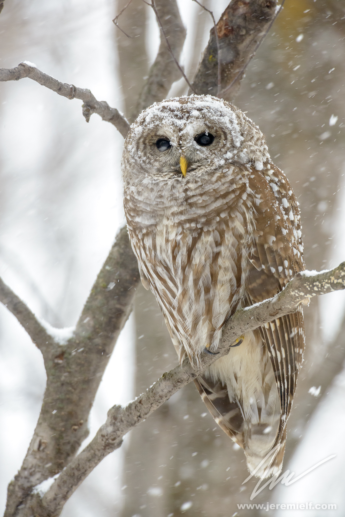 Nella tempesta di neve