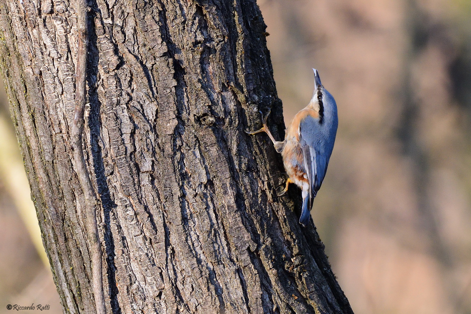 Picchio "stuccatore"