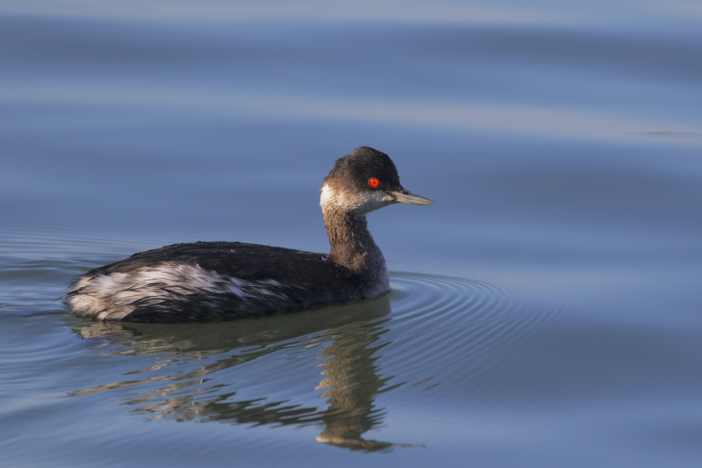 Little grebe