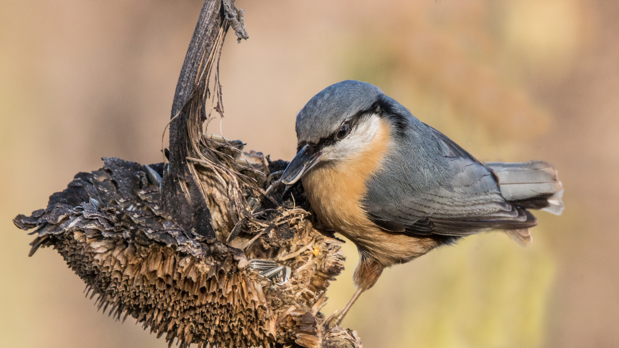 Nuthatch