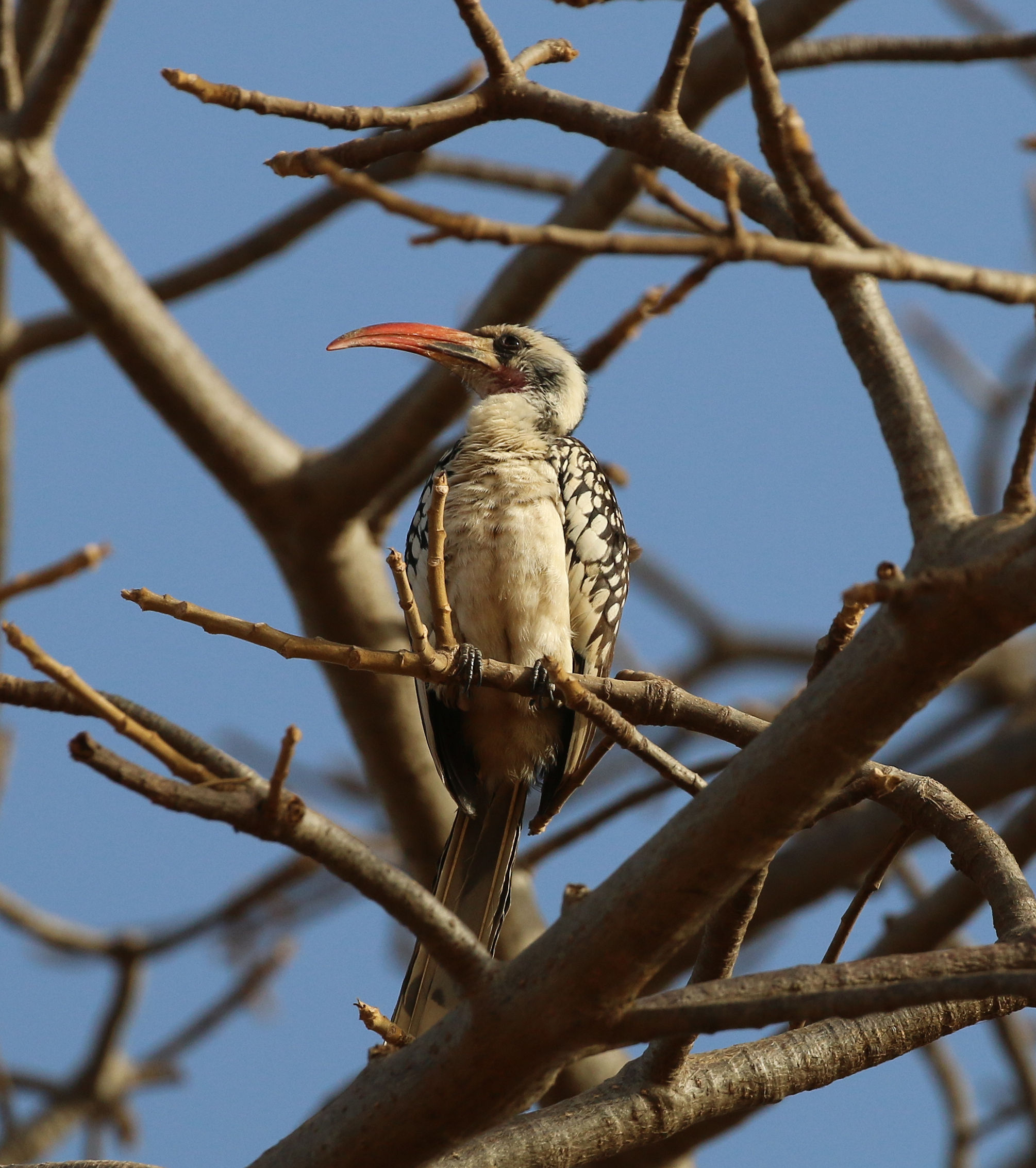 Bucero dal becco rosso