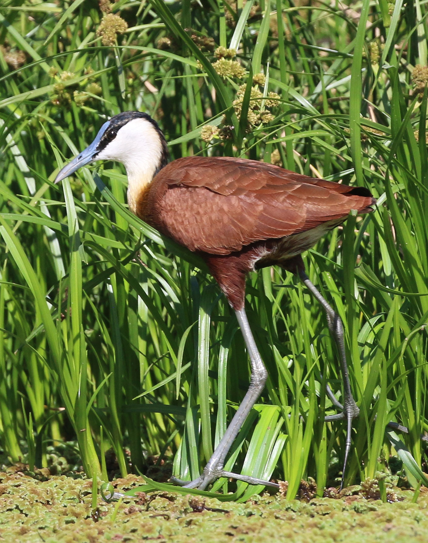 Jacana africana