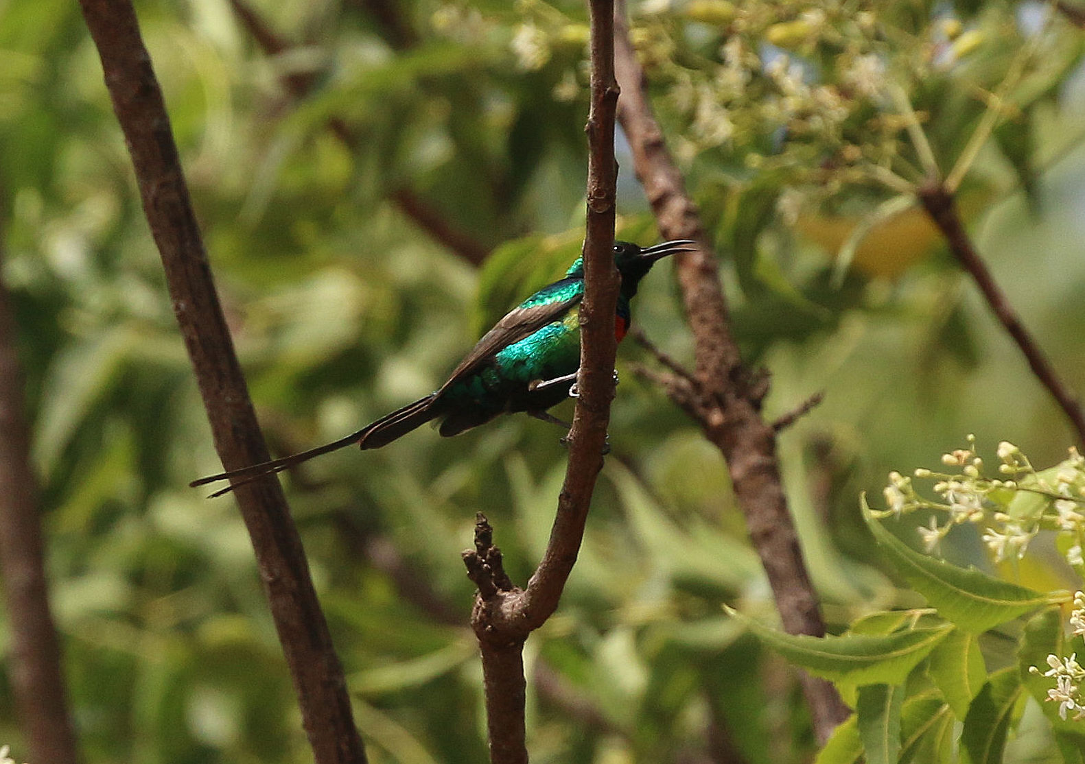 Nettarinia magnifica