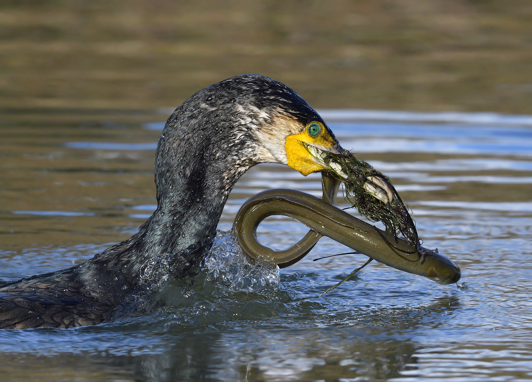 Cormorant with eel.