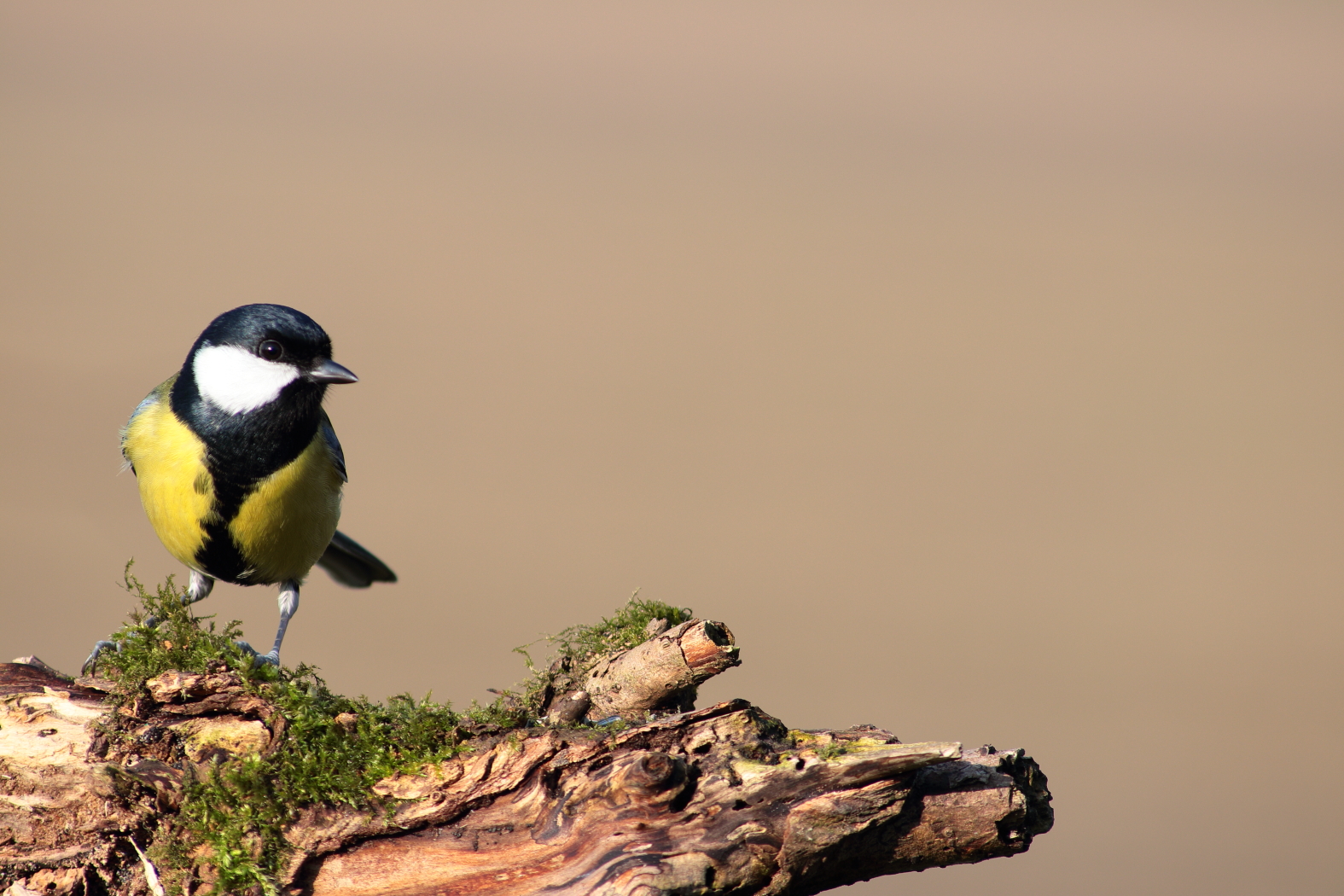Great Tit