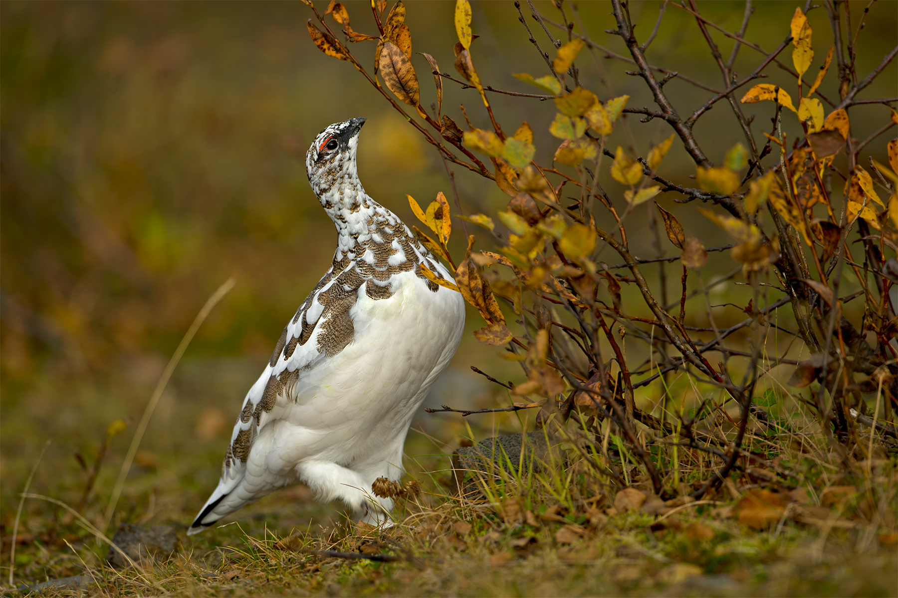Lagopus muta (Rock ptarmigan)