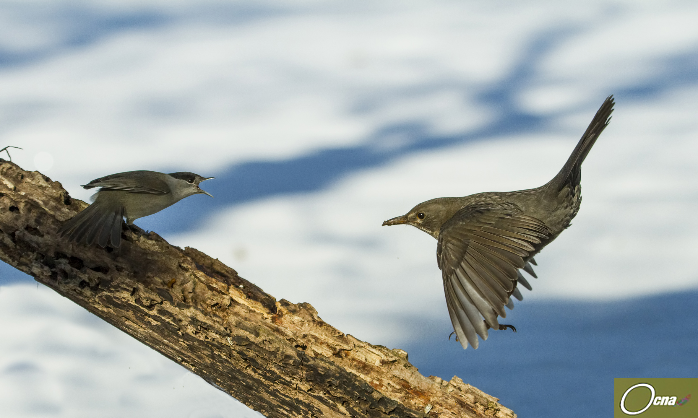 male blackcap and male blackbird