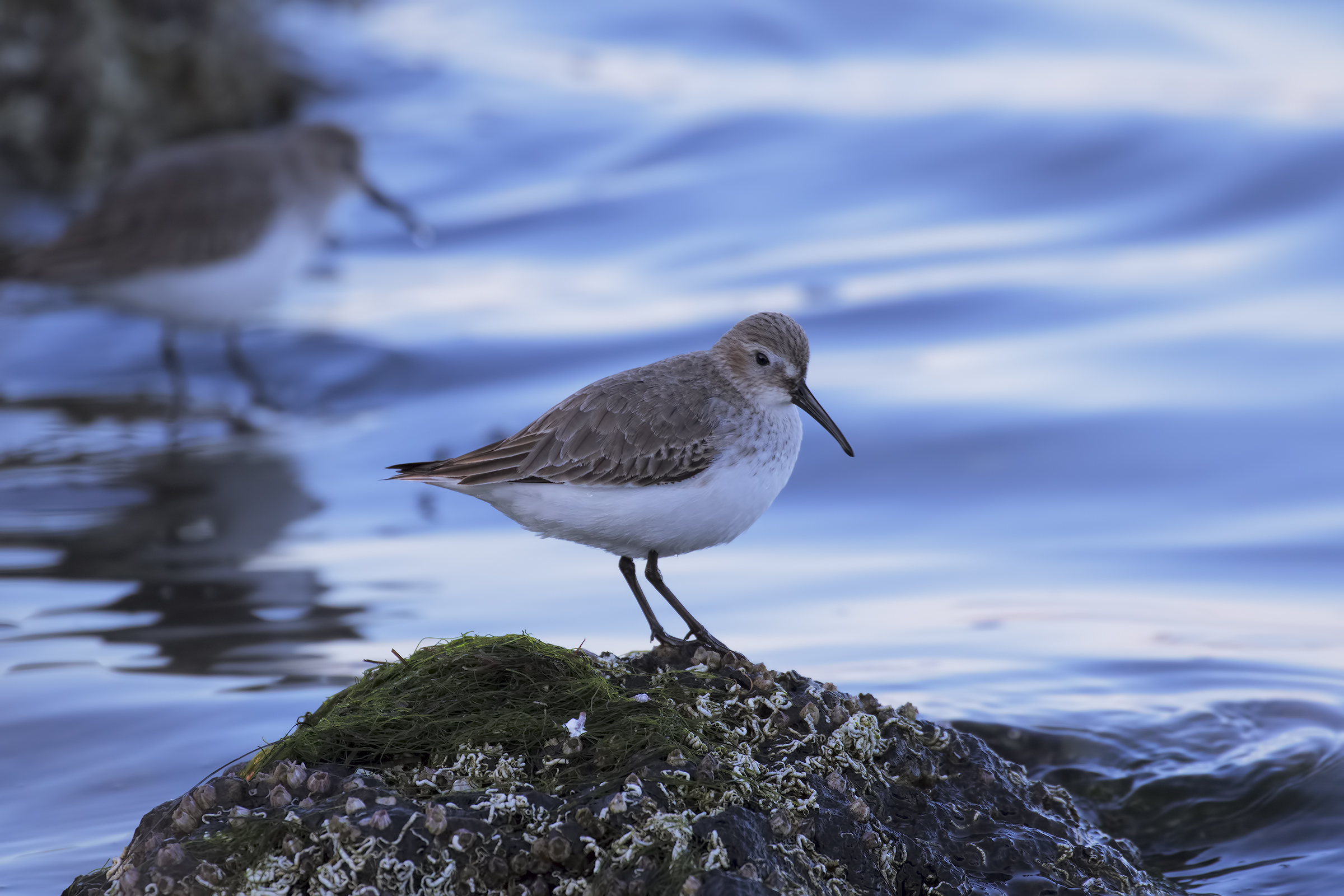 Sandpiper in shade