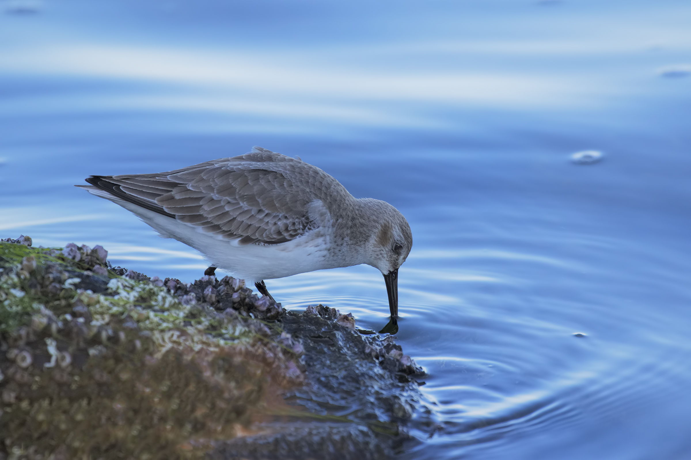 Sandpiper