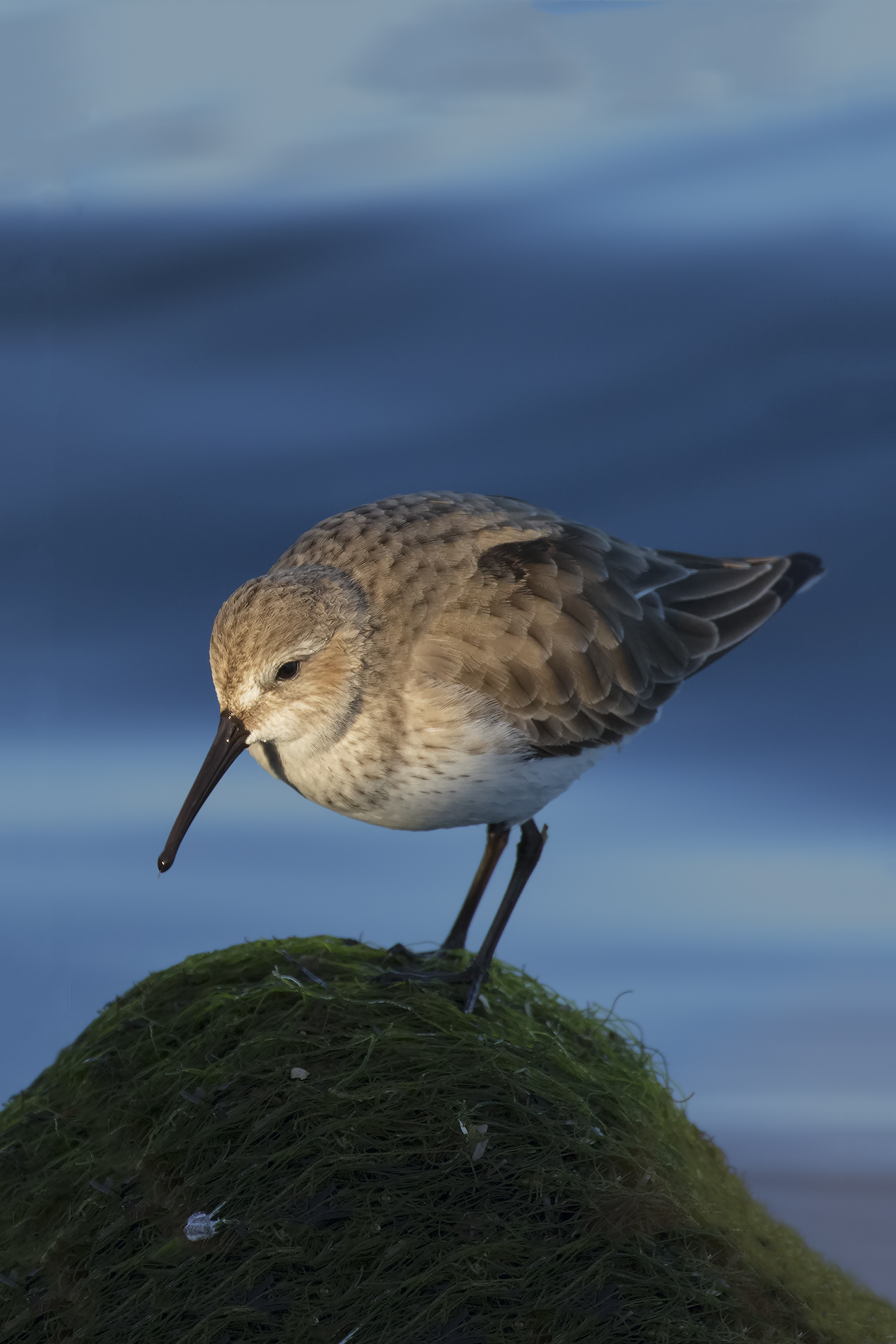 Sandpiper
