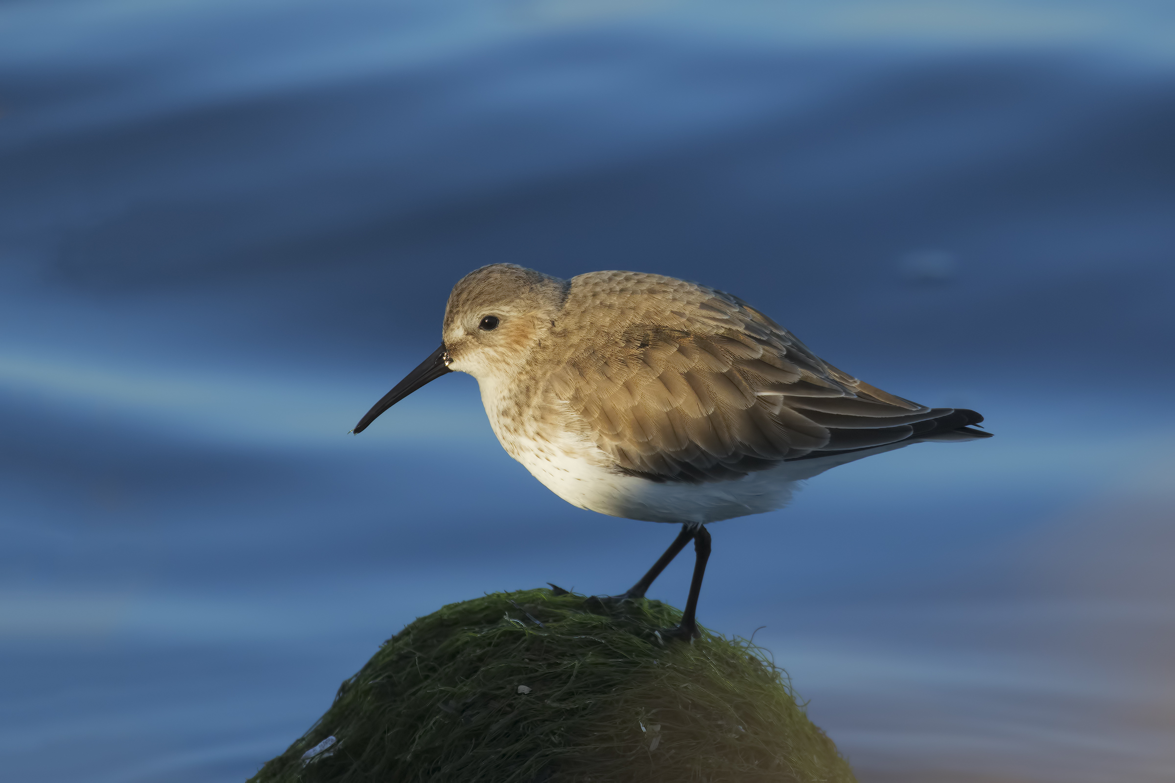 Sandpiper