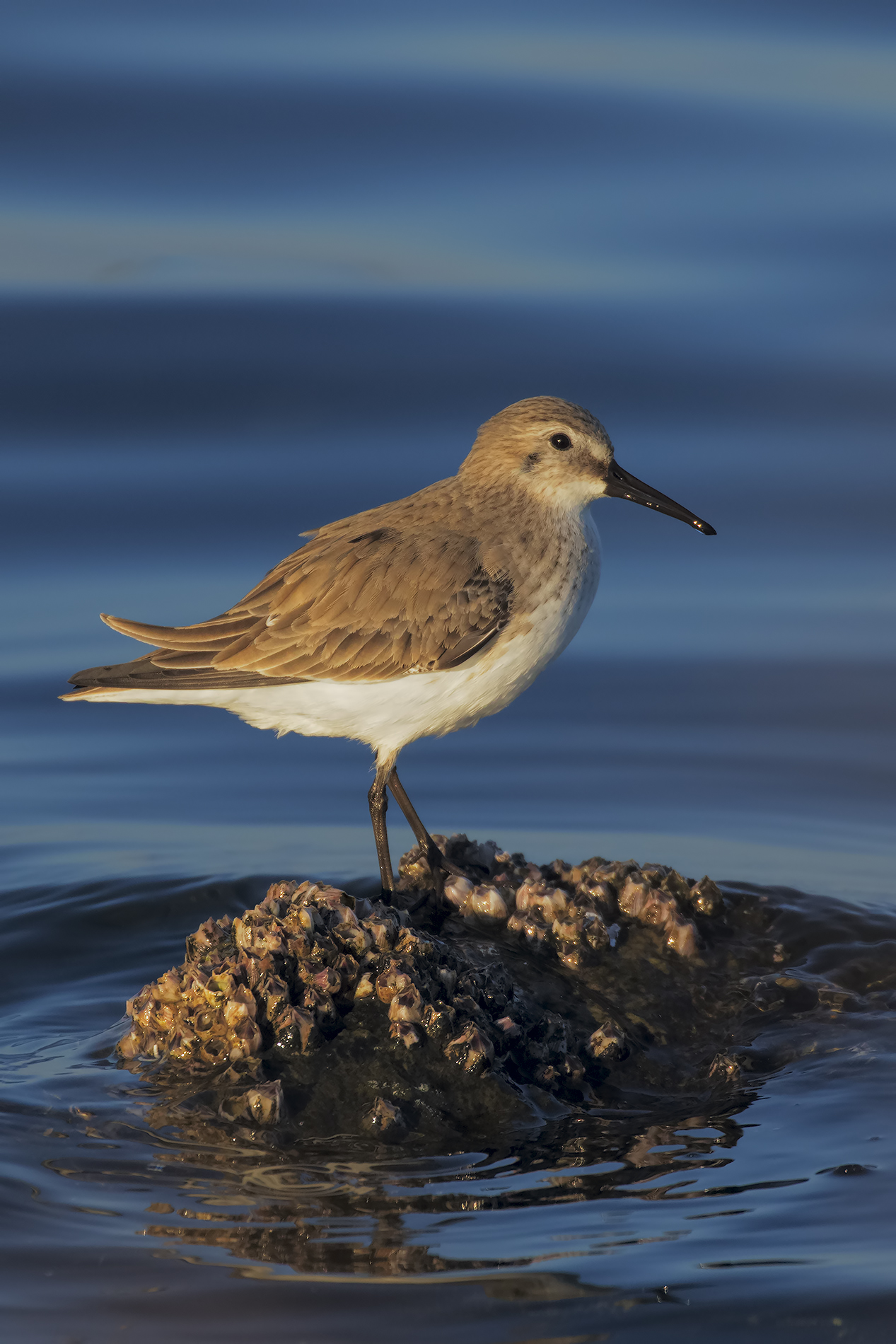 Sandpiper