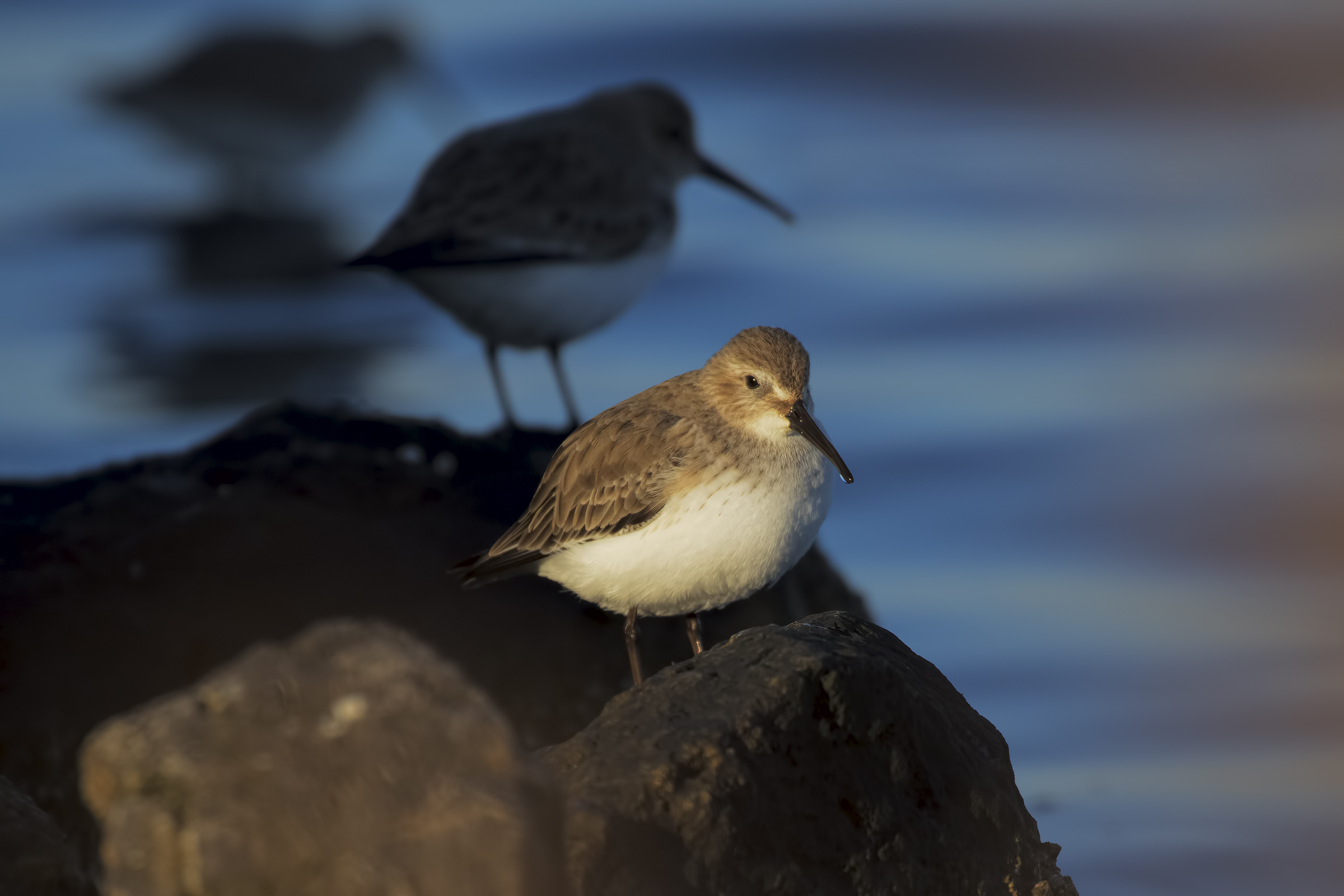 Sandpiper