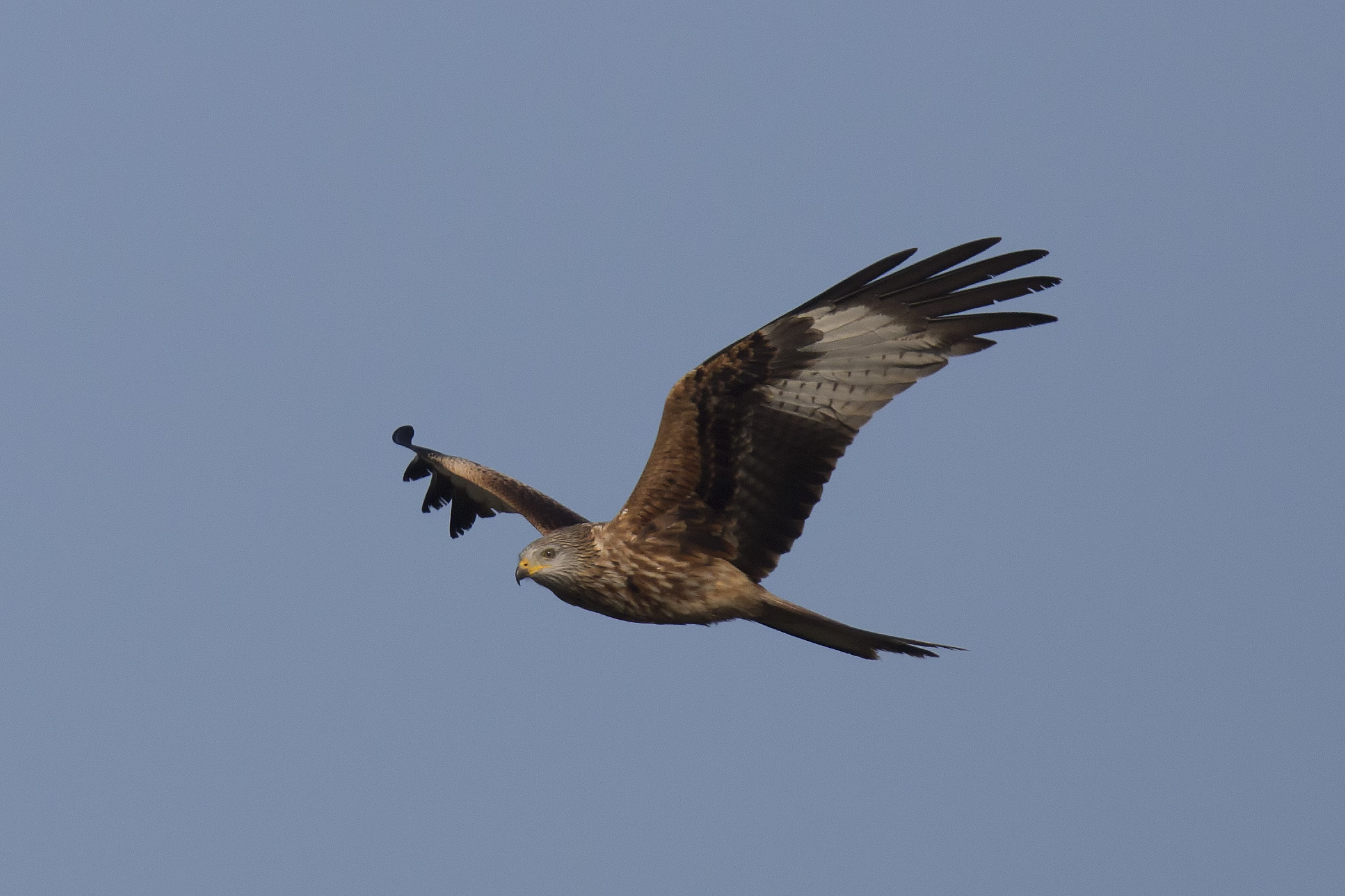 Red kite