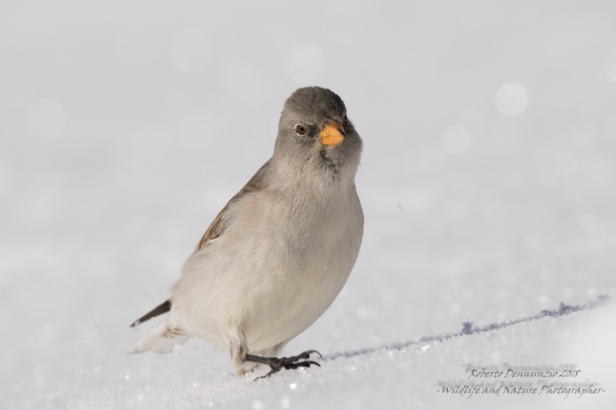 la passeggiata dell'alpino
