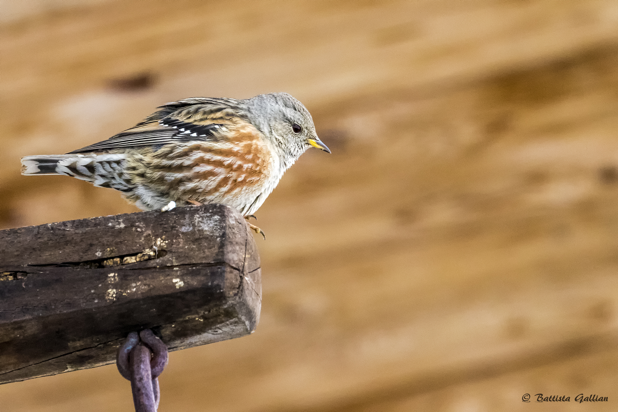 Sordone(Prunella collaris) alta valle Grana