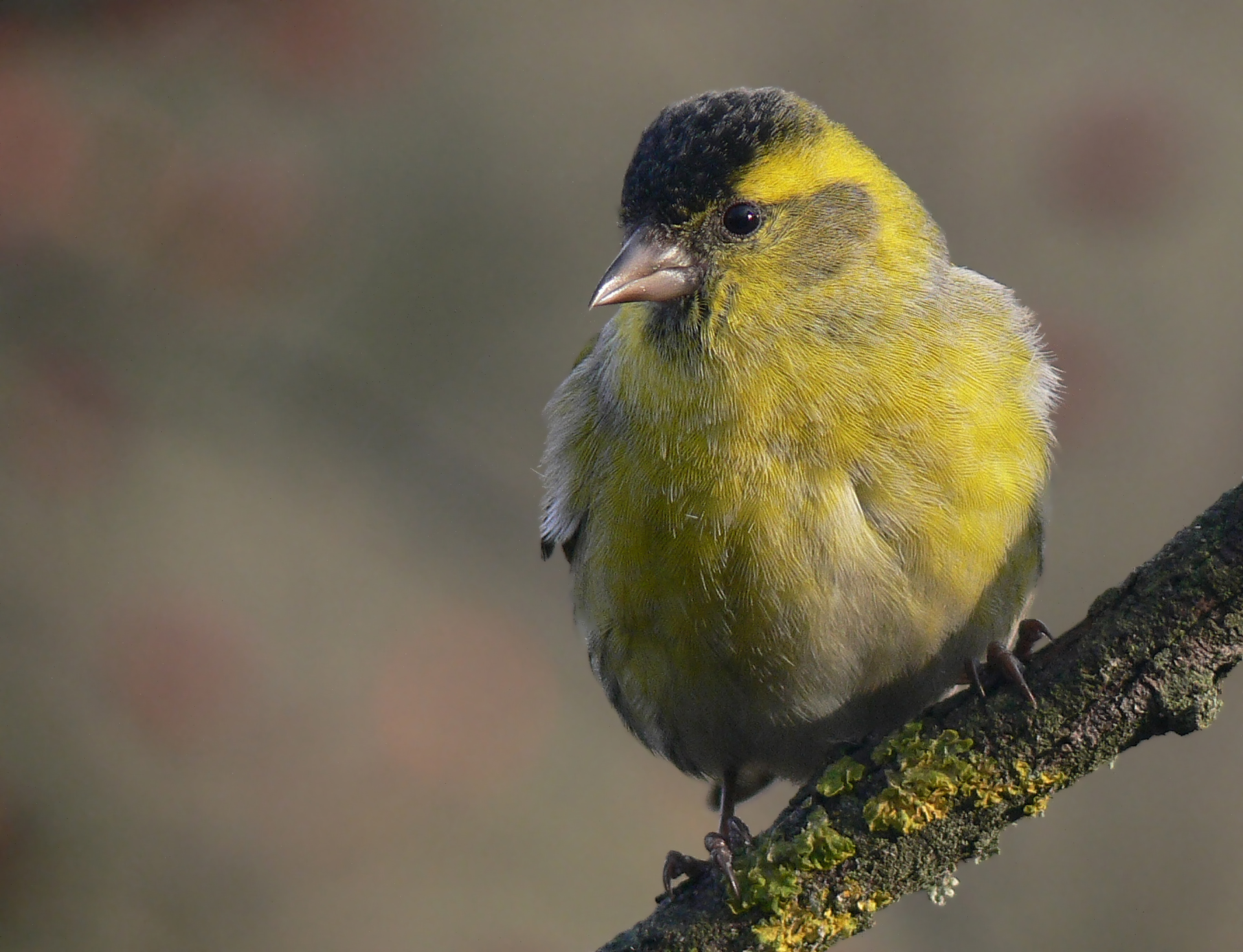 Siskin