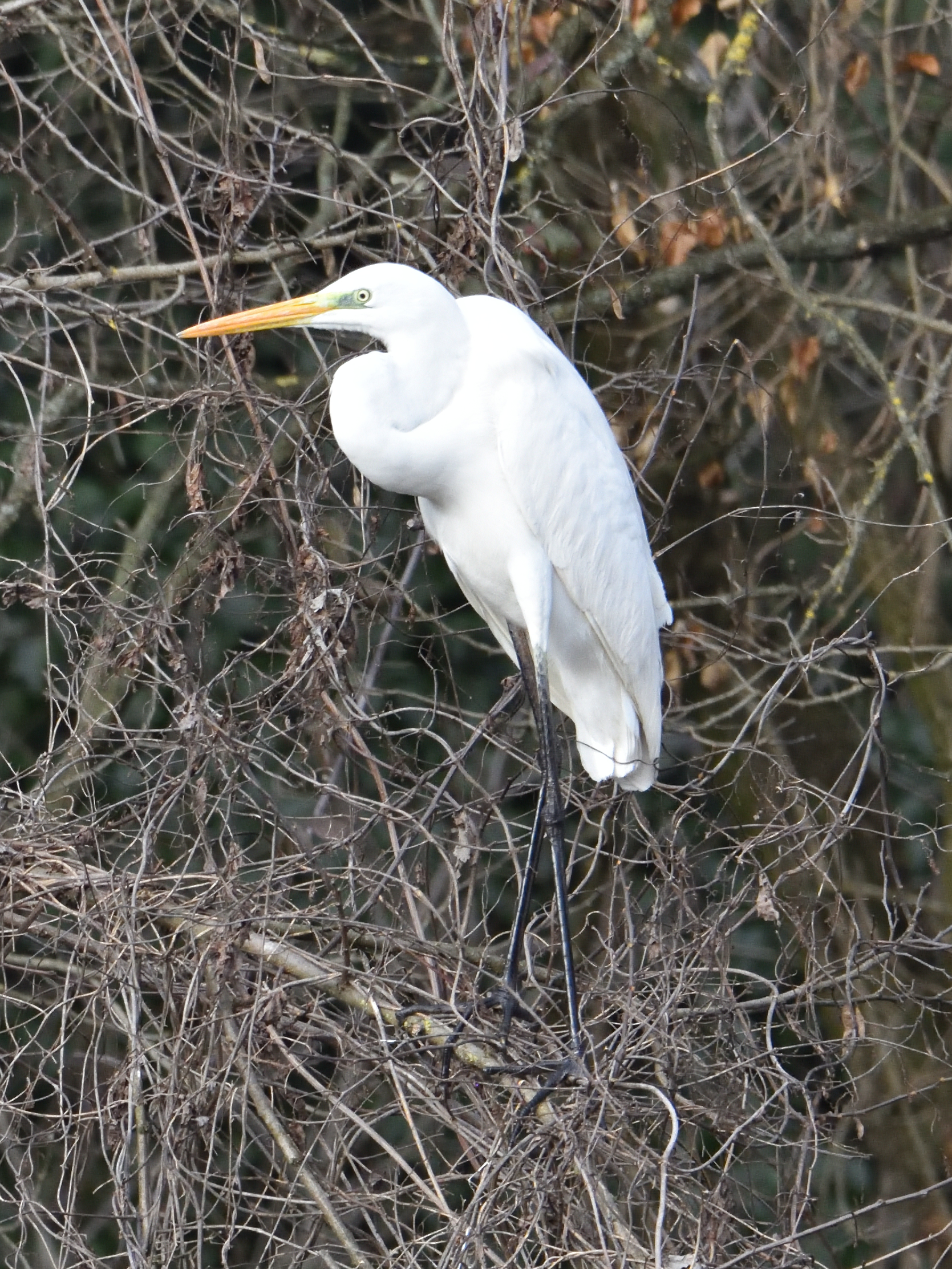 Airone Bianco Maggiore