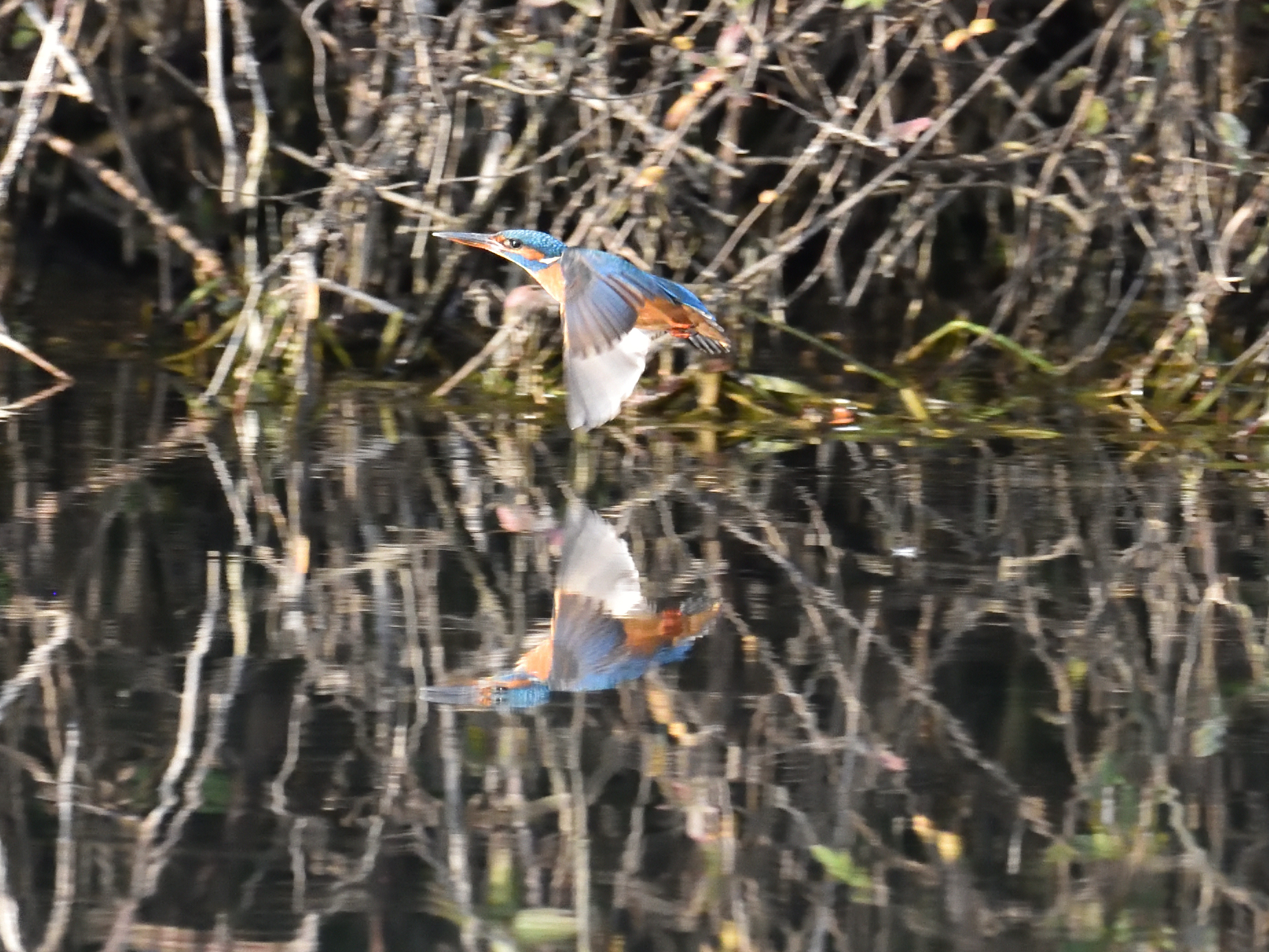 Martin Pescatore riflesso