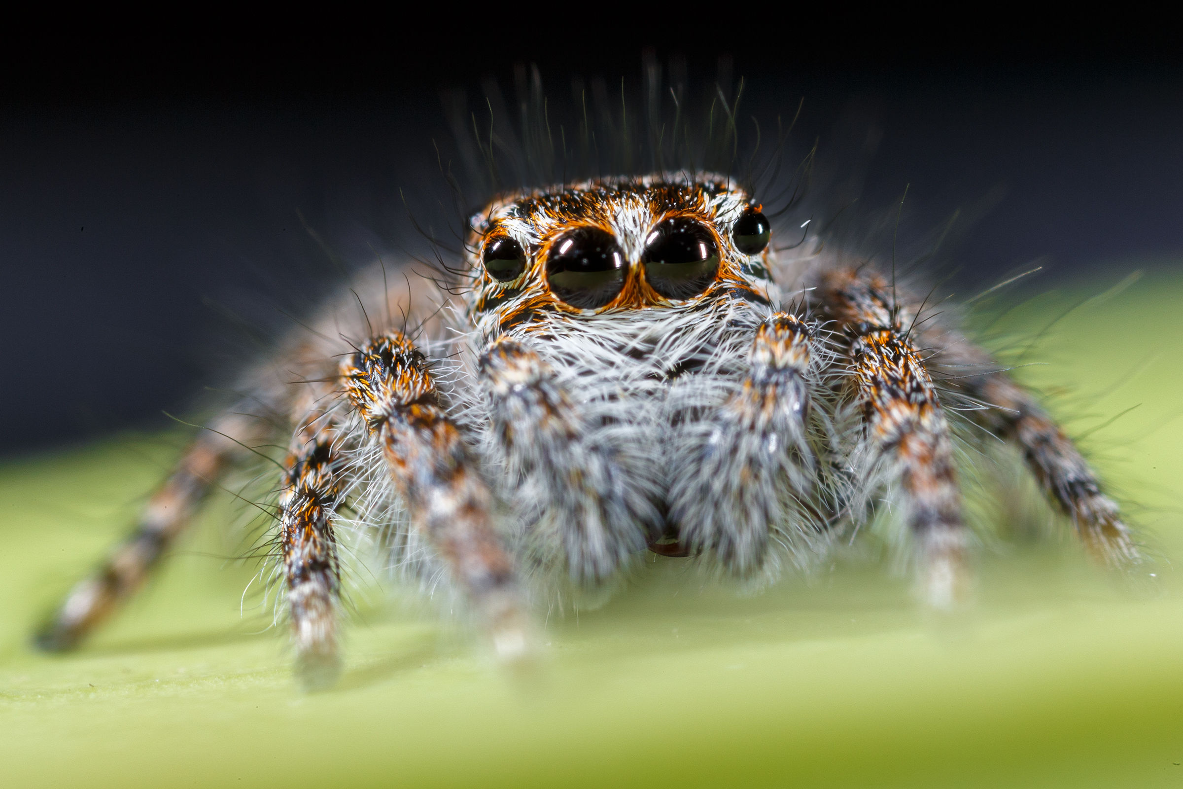 Jumping spider
