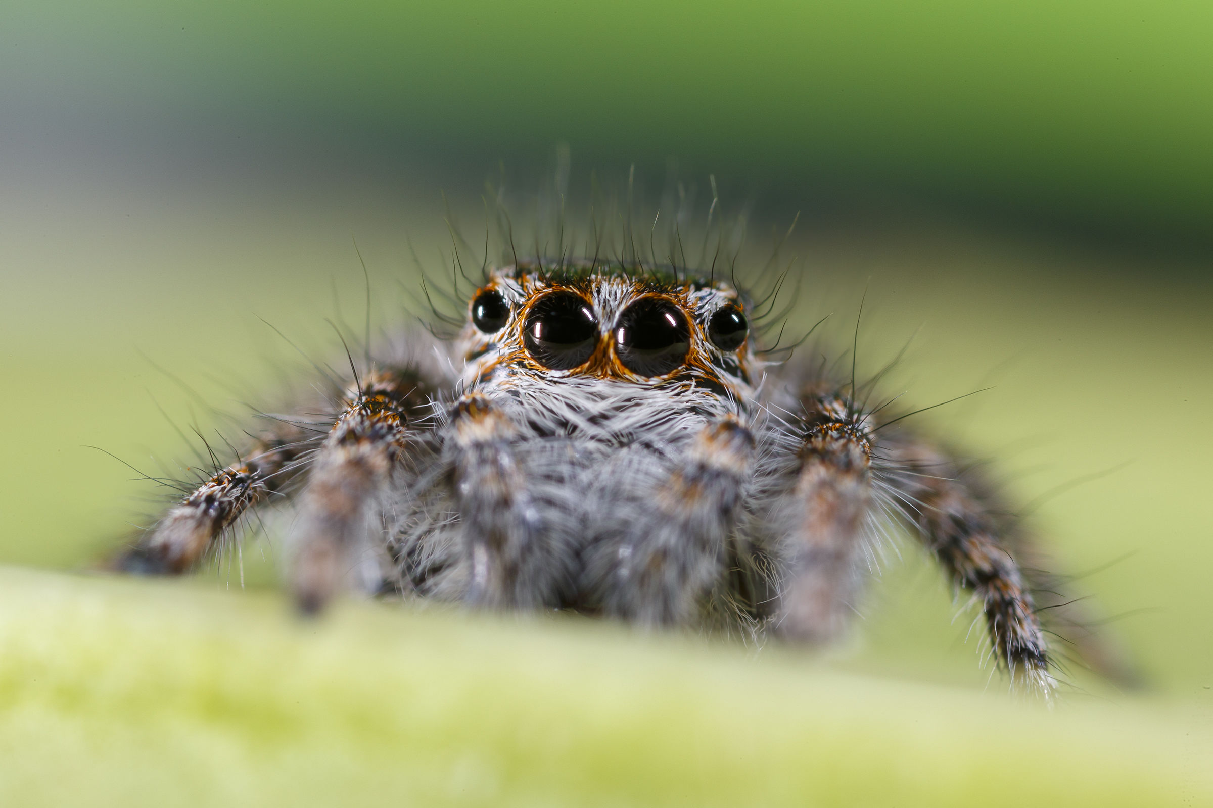 Jumping spider