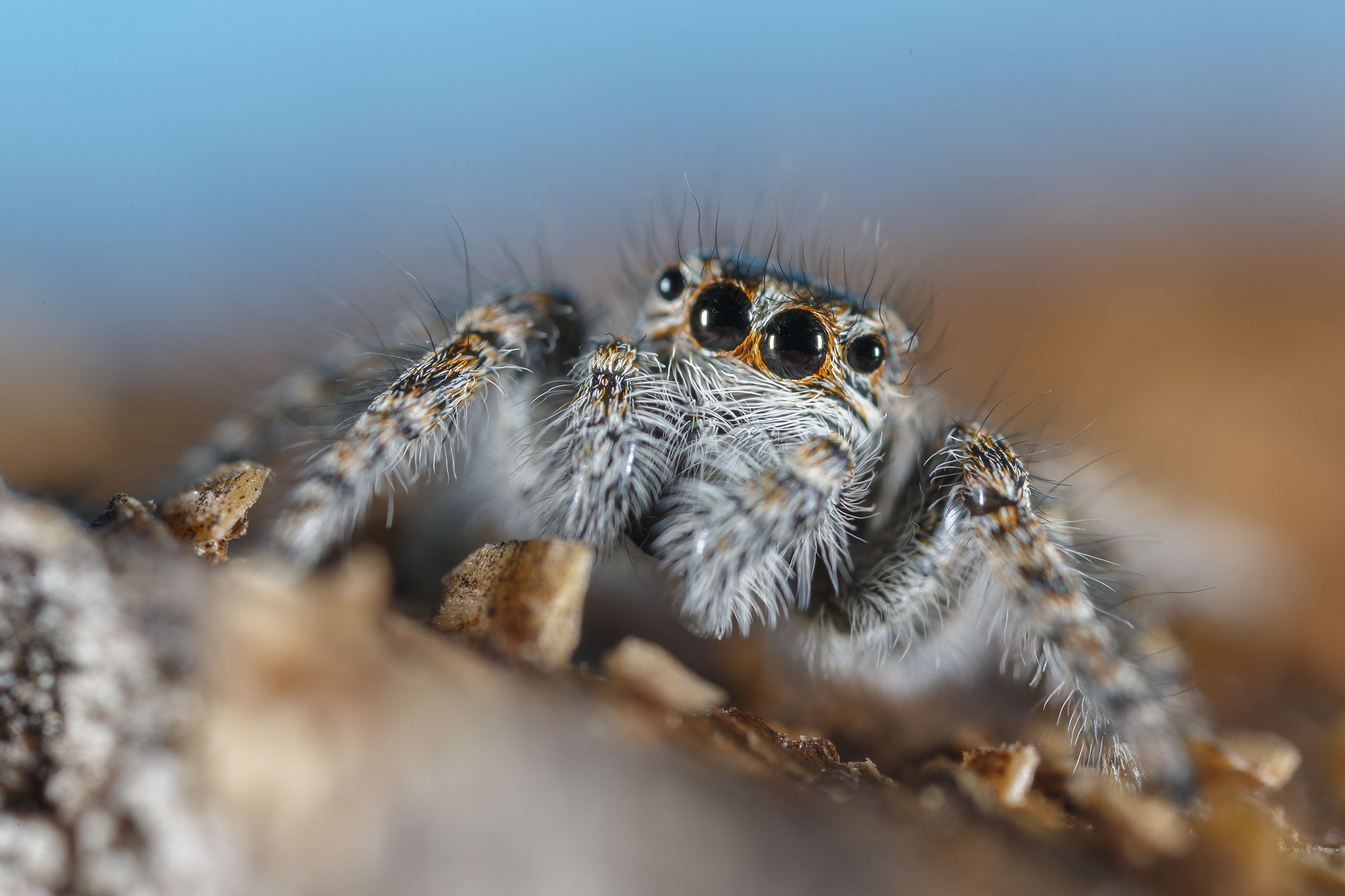 Jumping spider
