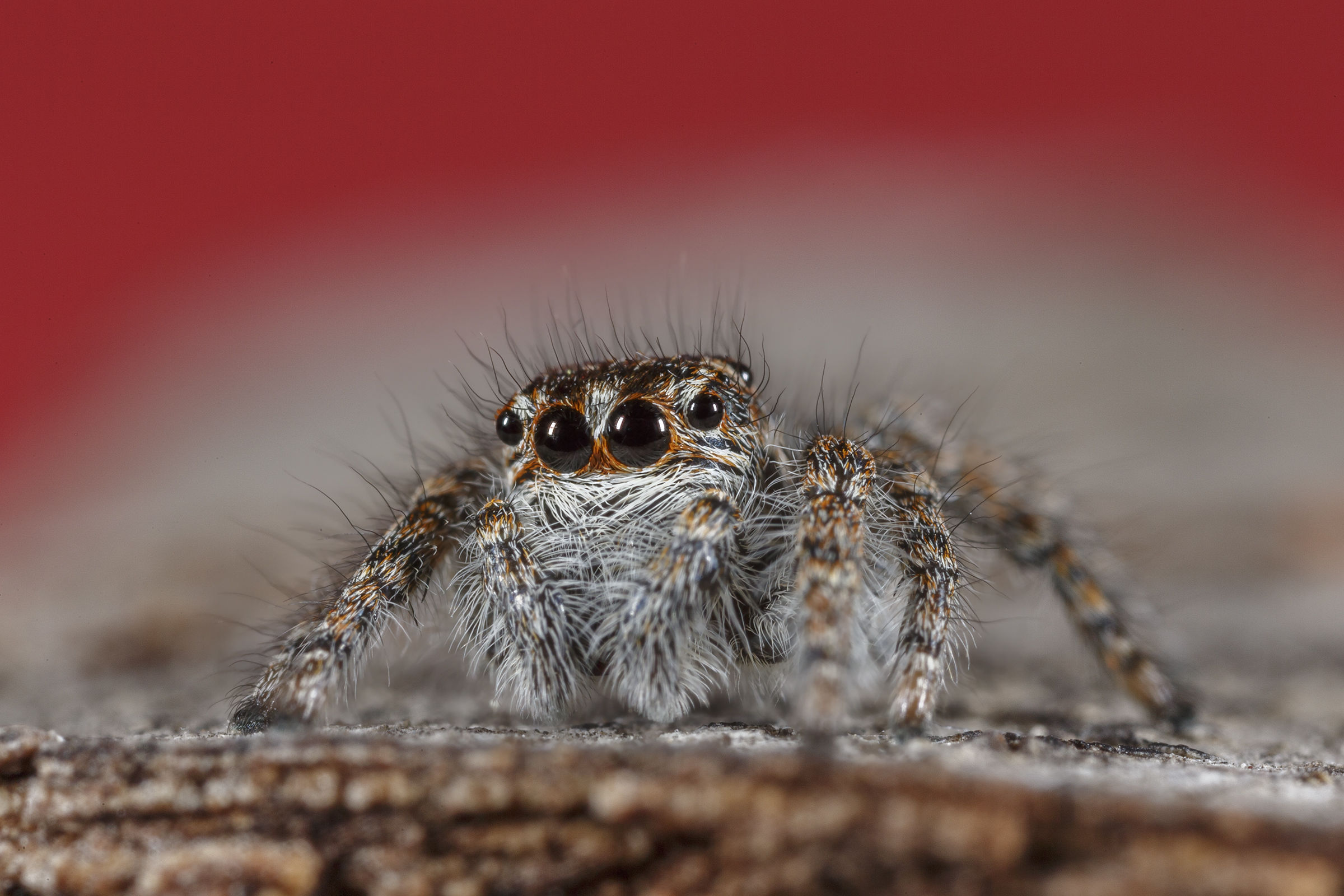 Jumping spider
