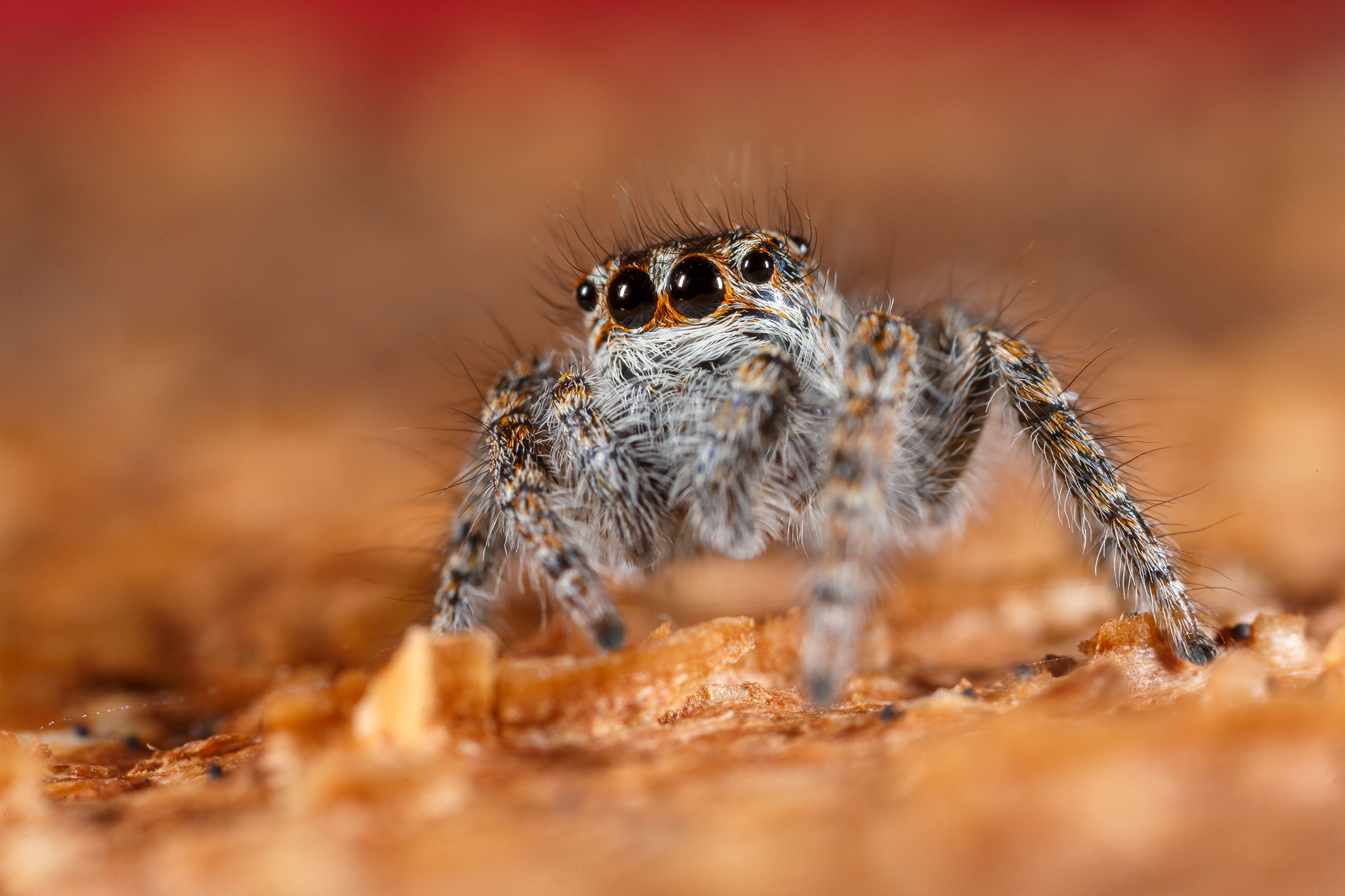 Jumping spider