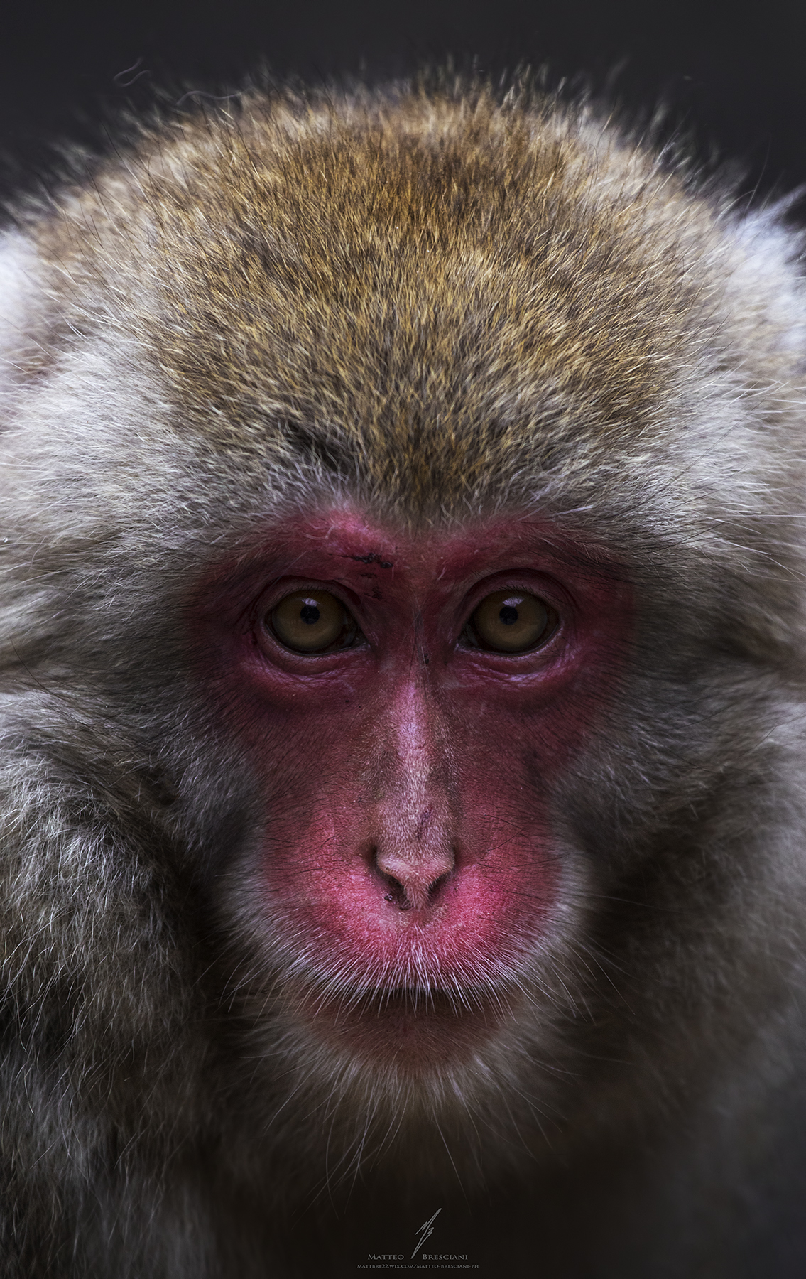 Monkey portrait