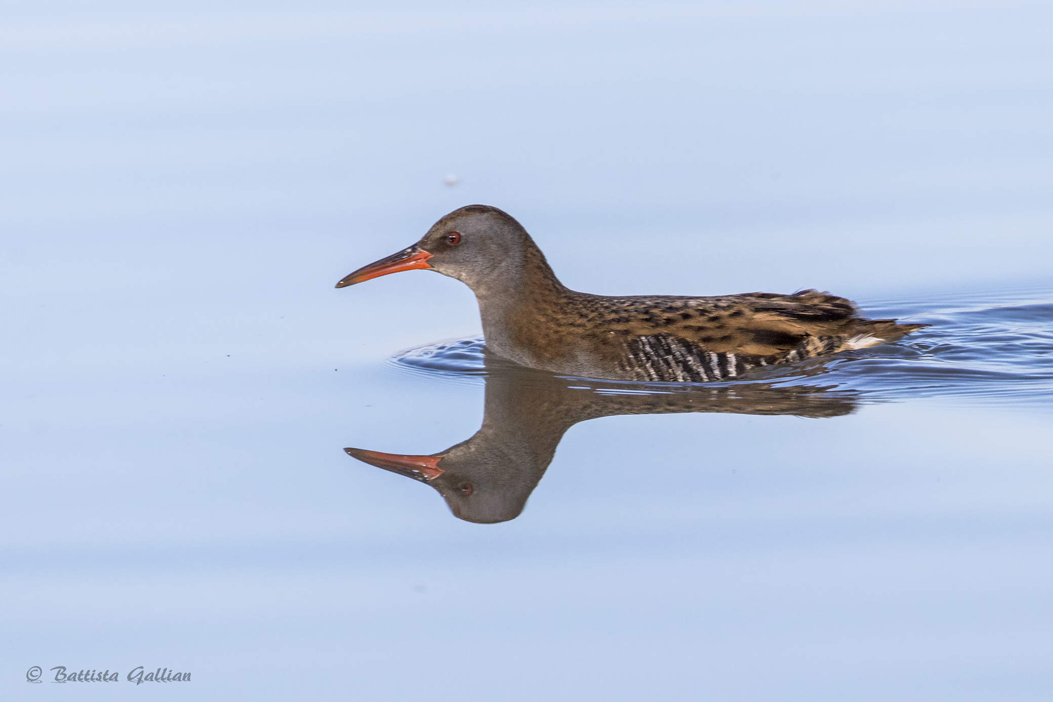Porciglione allo specchio