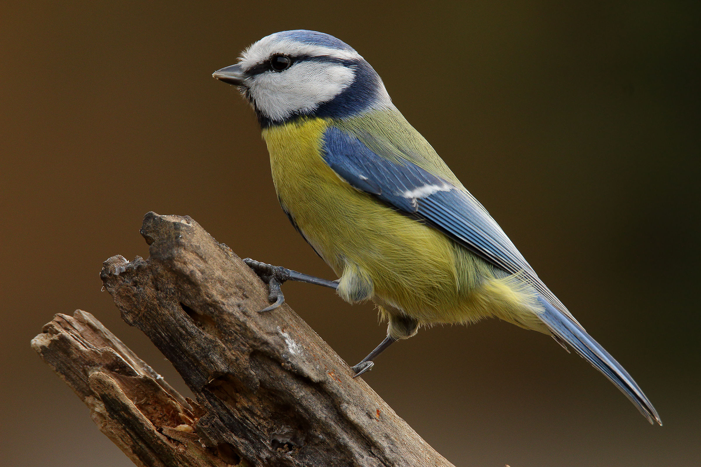 the blue tit