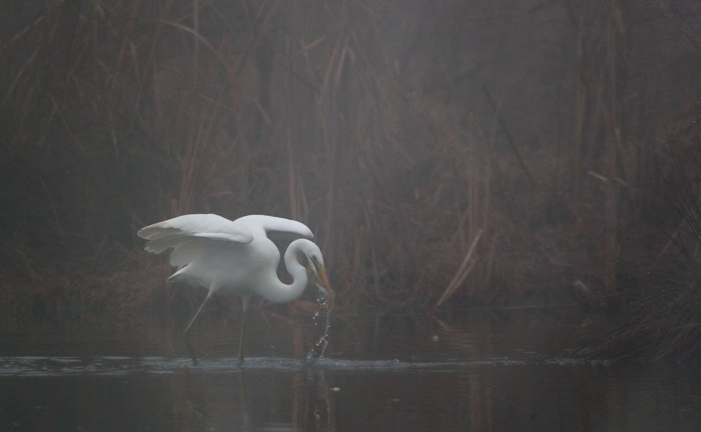 A fishing in the fog