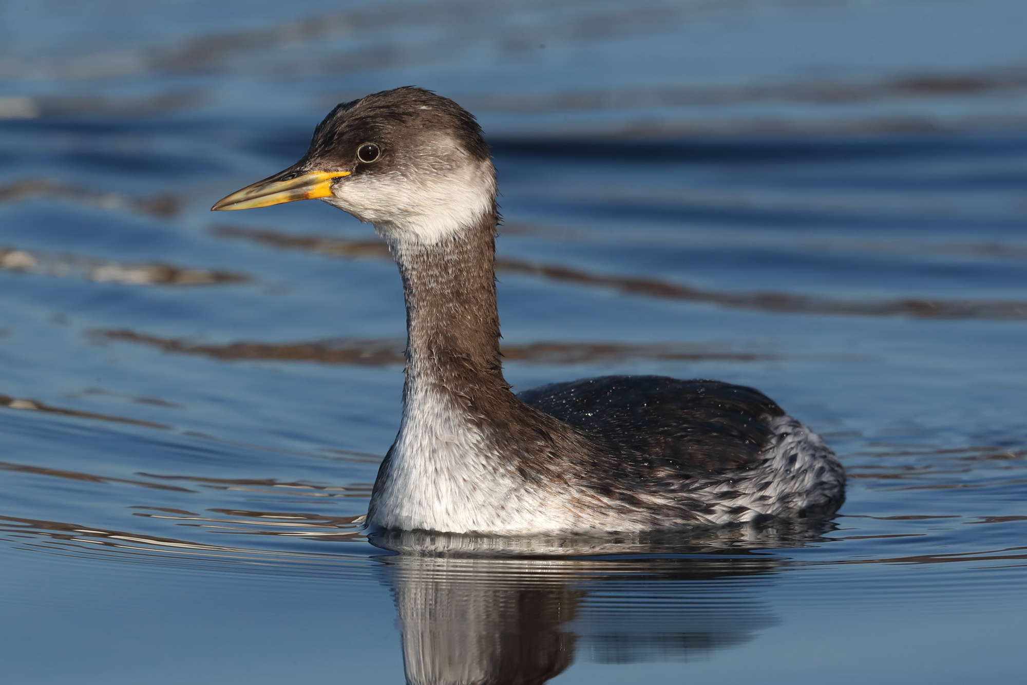 Red necked grebe in winter dress