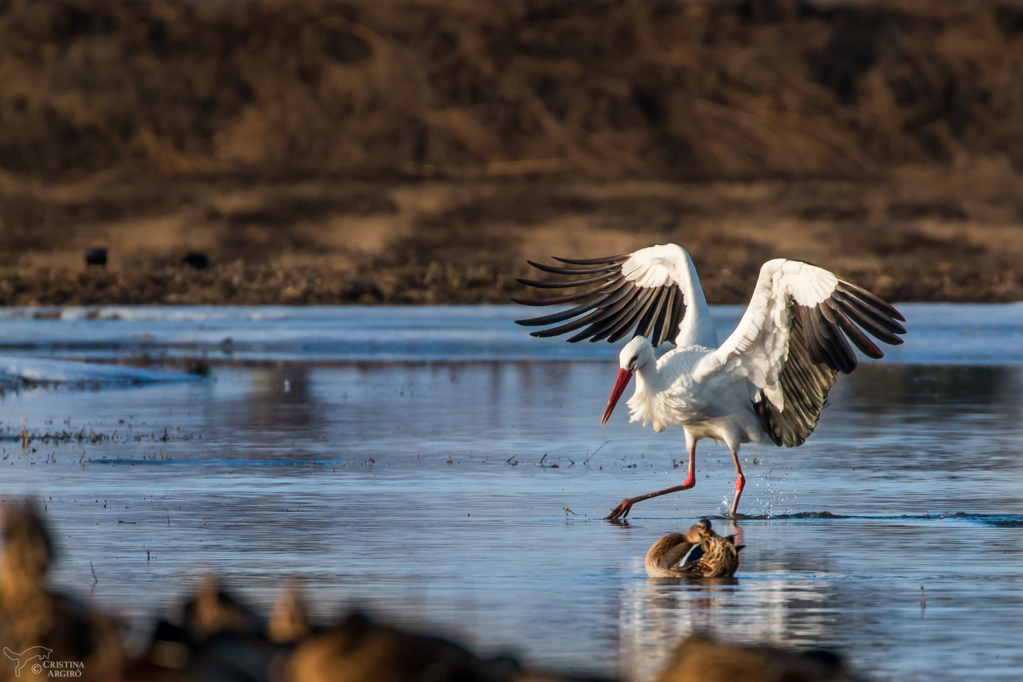 With the wings of an angel