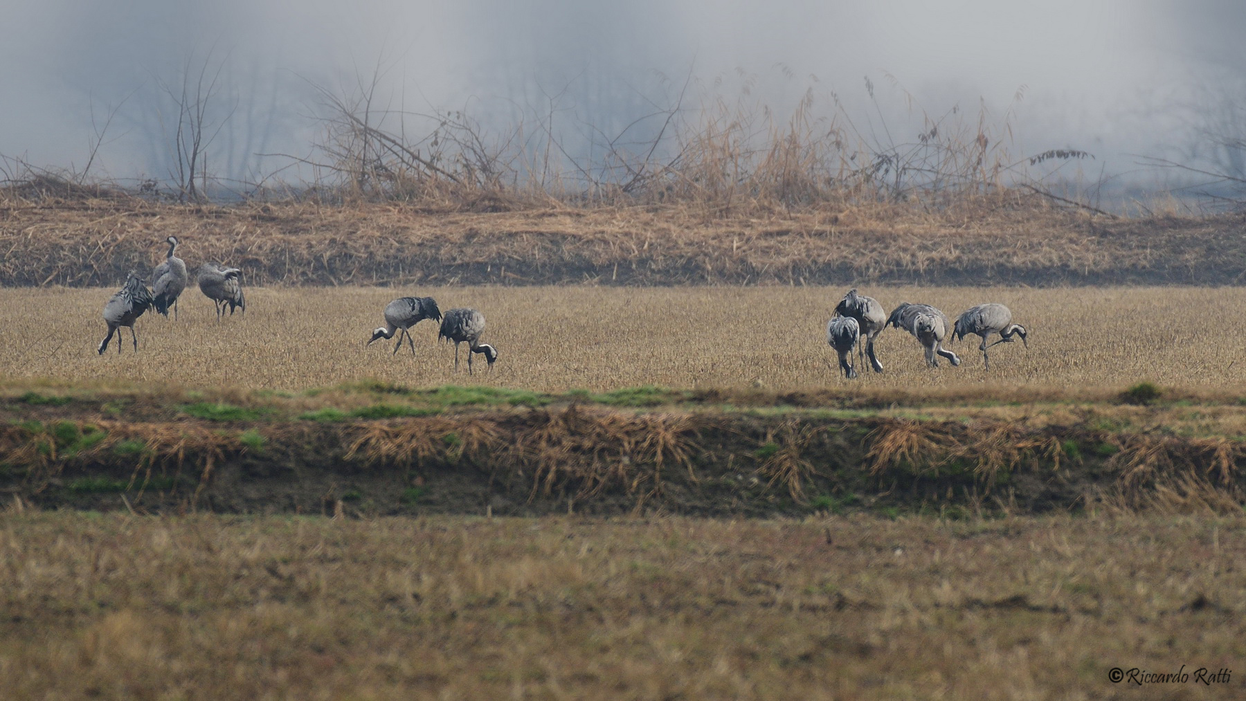 Cranes in the fog 1
